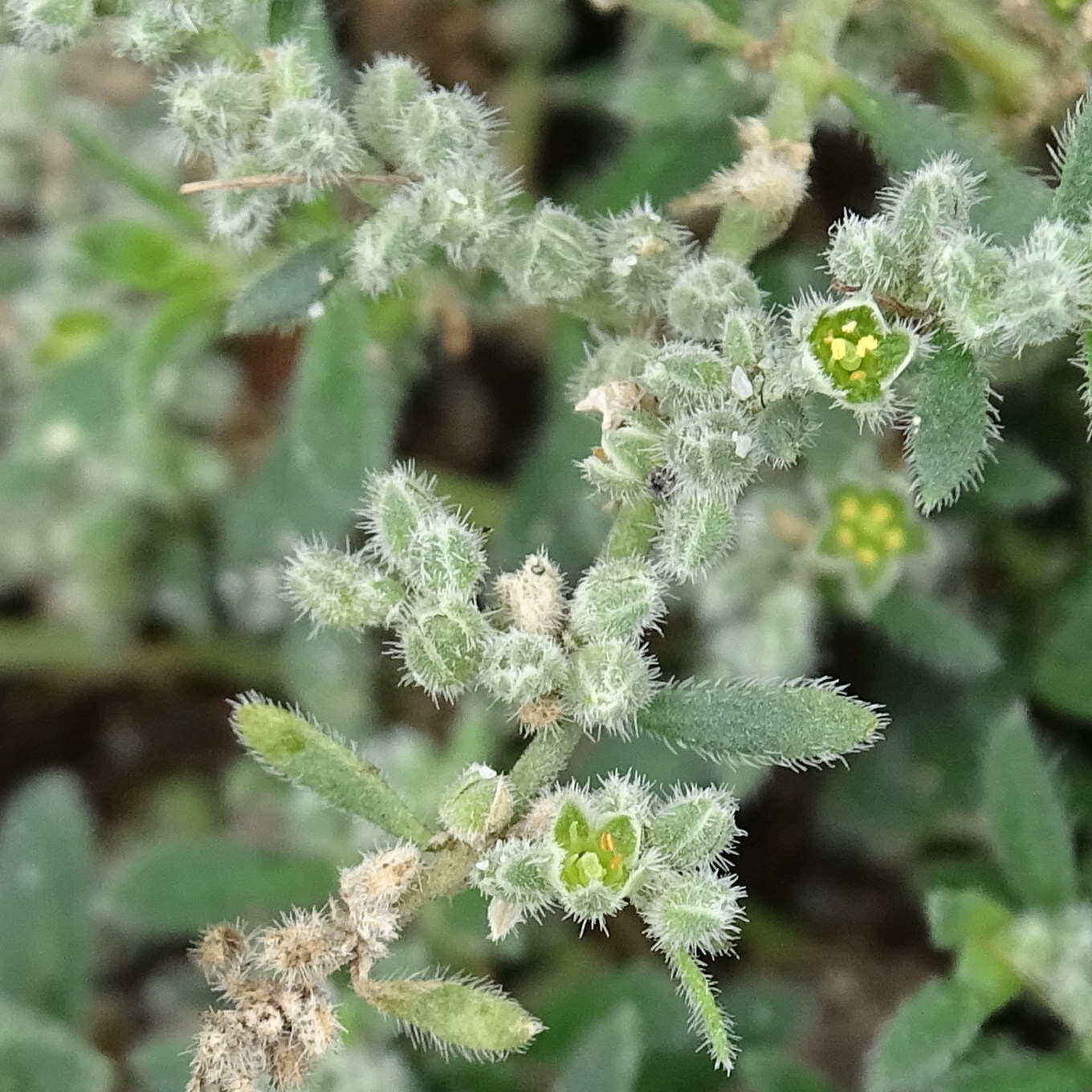 Afficher le média herniaria_incana3mv herniaria_incana3mv