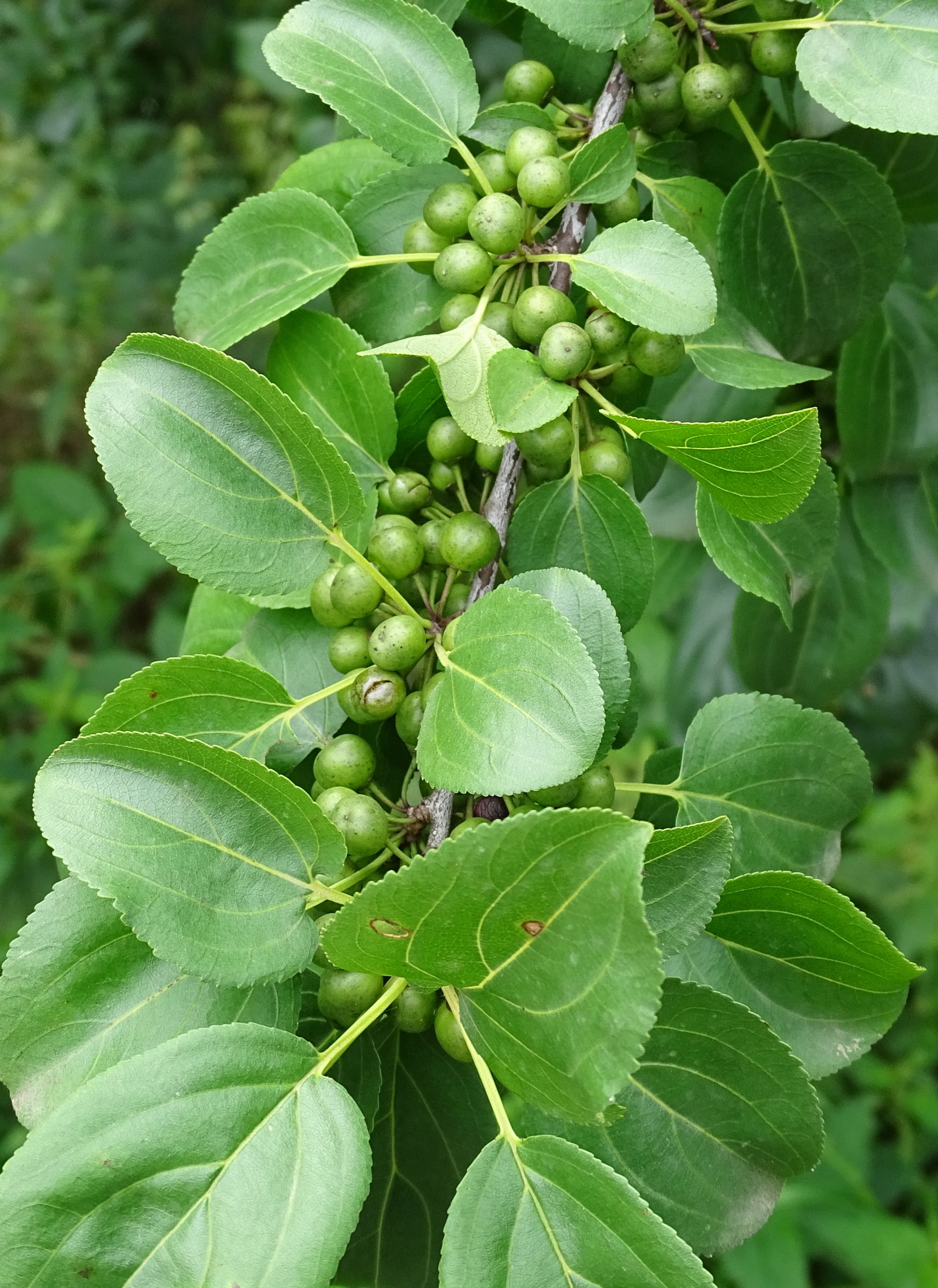 Afficher le média rhamnus_cathartica4mv rhamnus_cathartica4mv