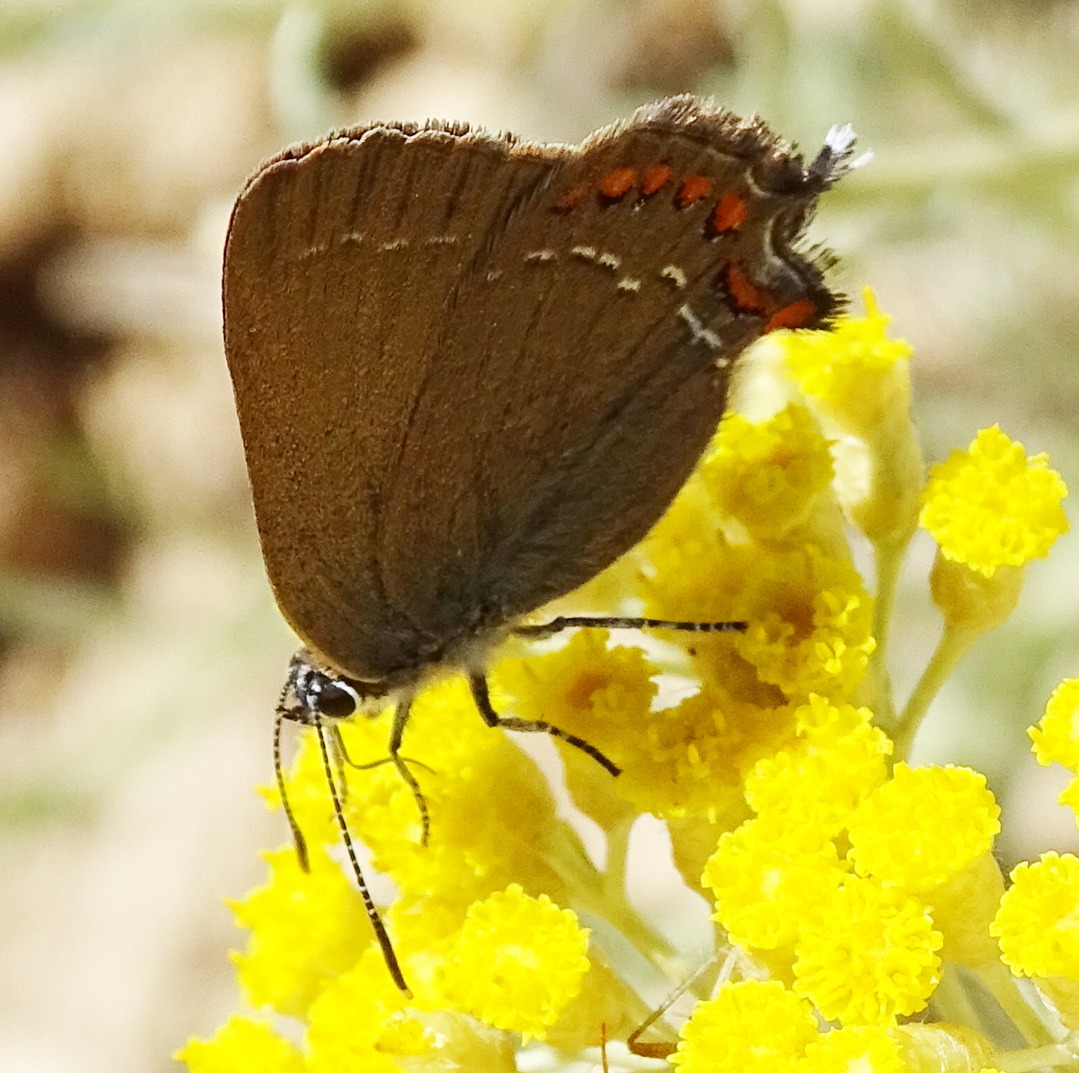 satyrium_ilicis1mv