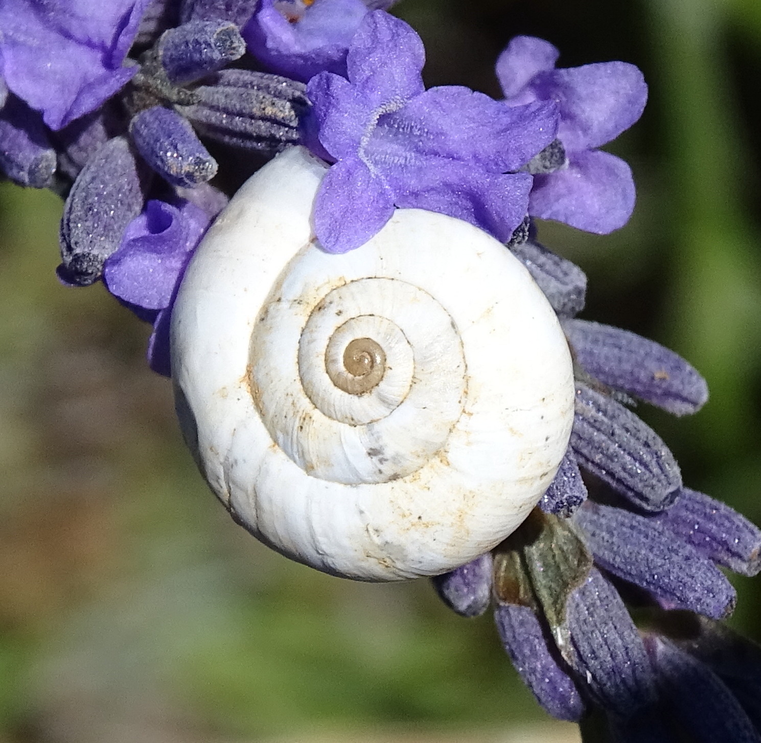 xeropicta_derbentina1mv