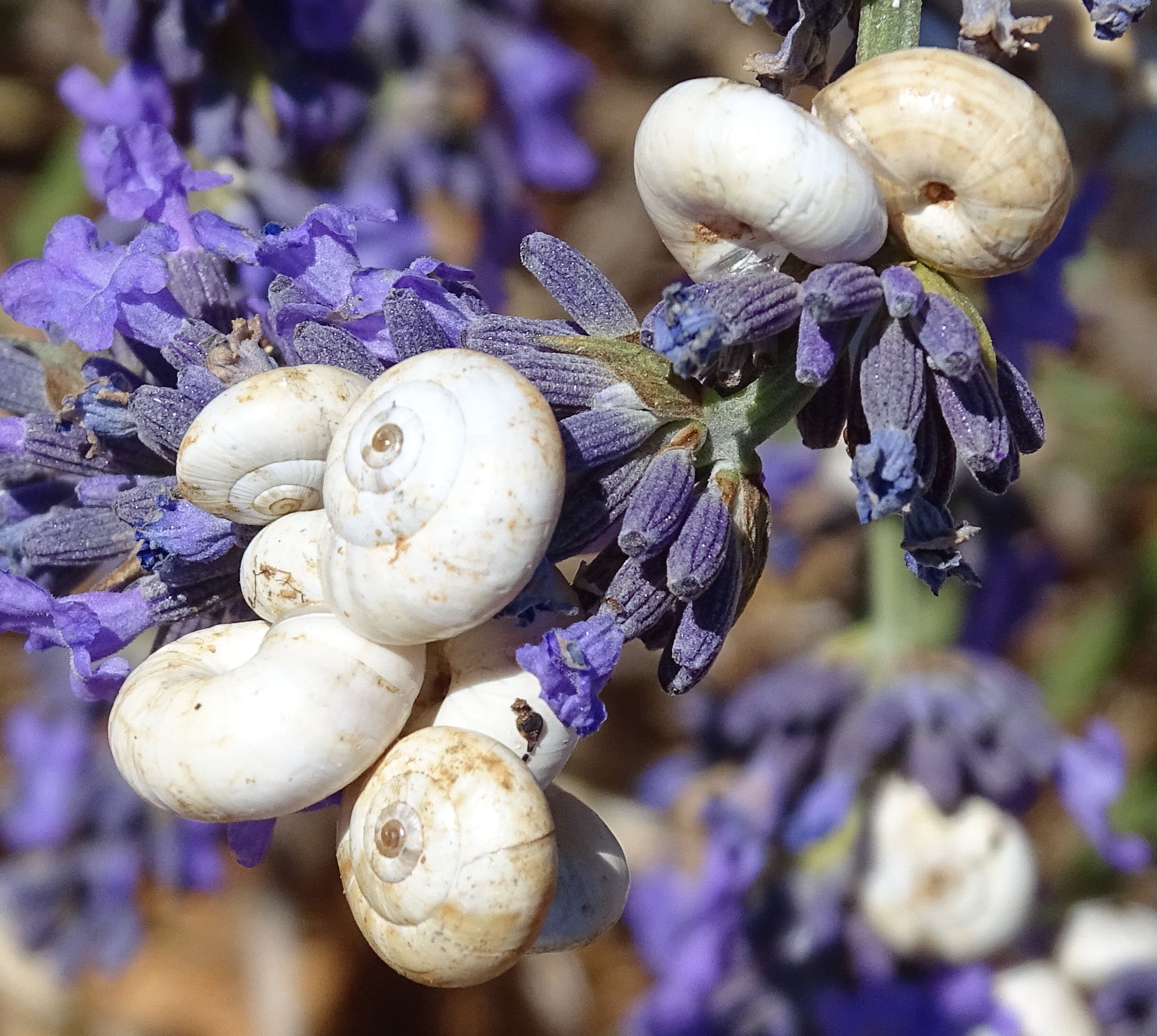 xeropicta_derbentina2mv