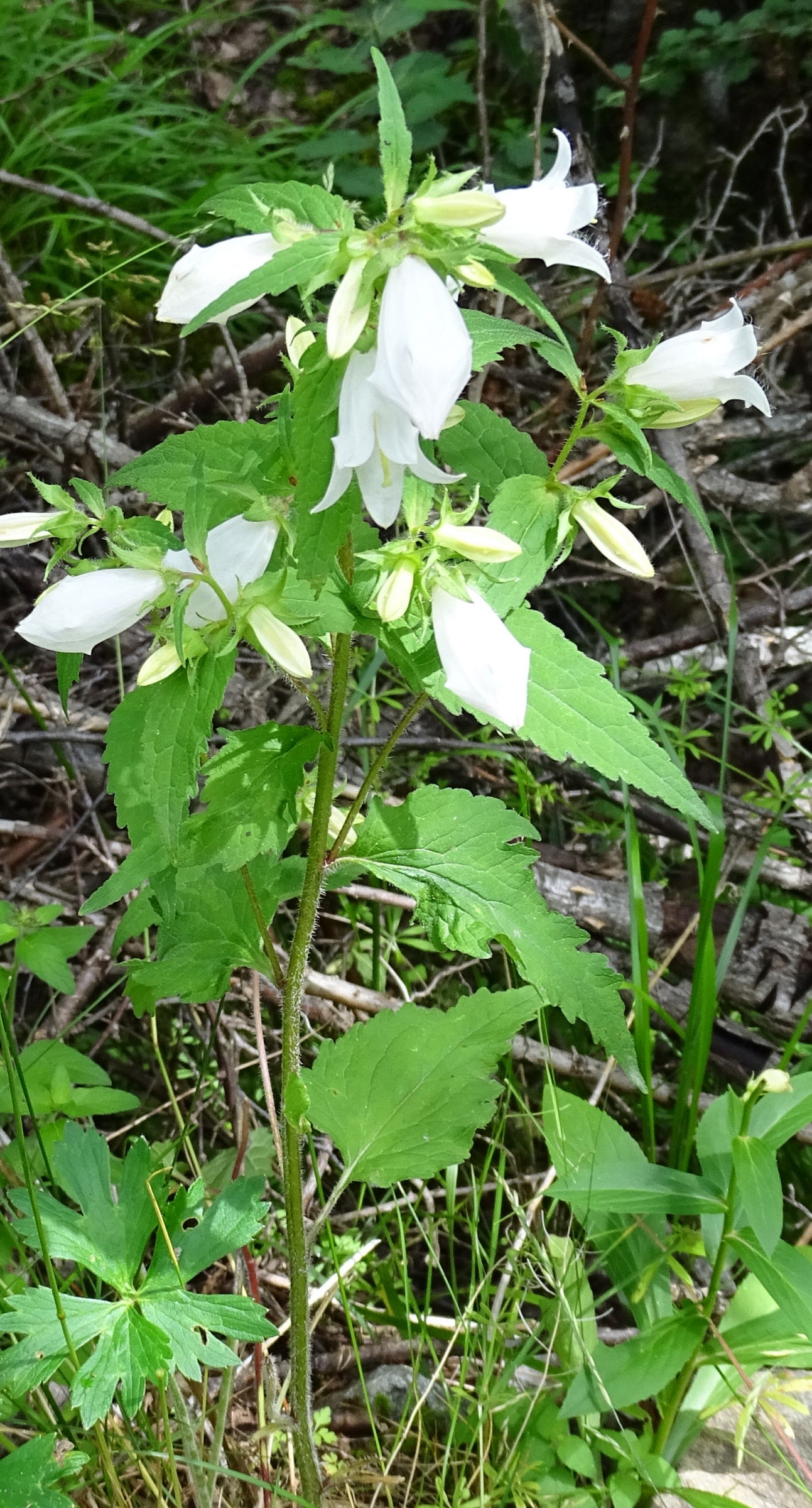 Afficher le média campanula_trachelium3mv campanula_trachelium3mv