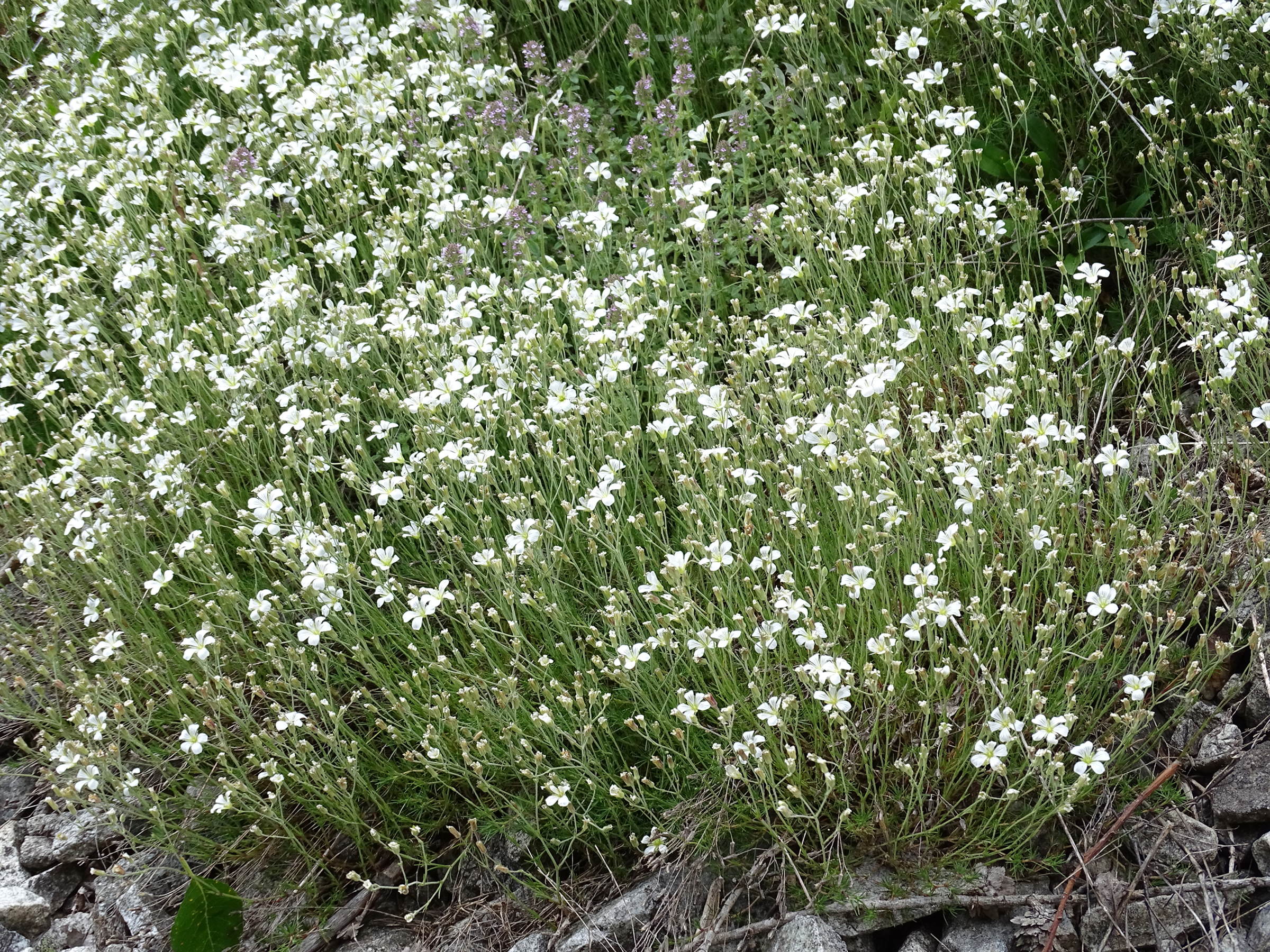 cherleria_laricifolia1mv