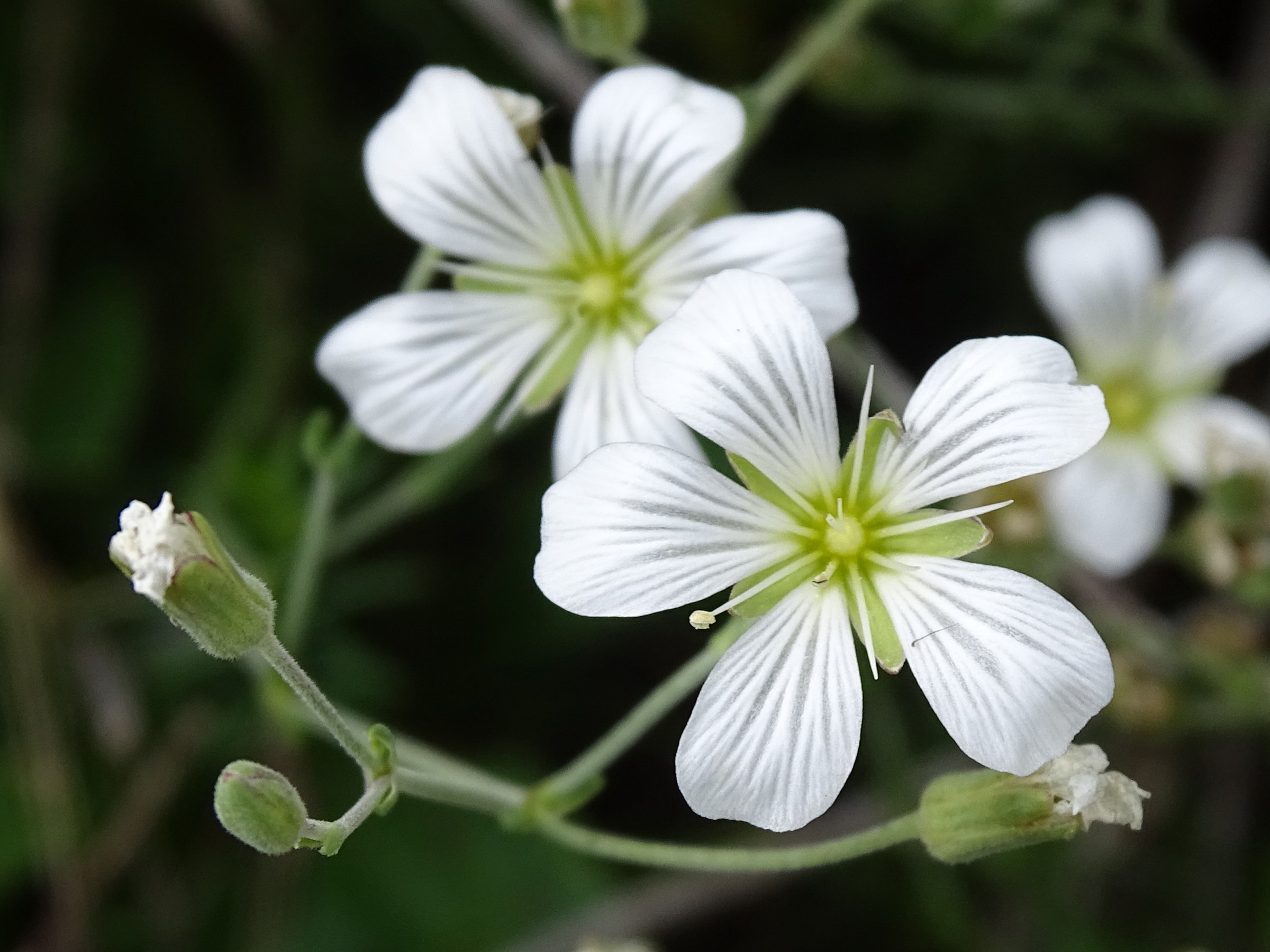 cherleria_laricifolia2mv