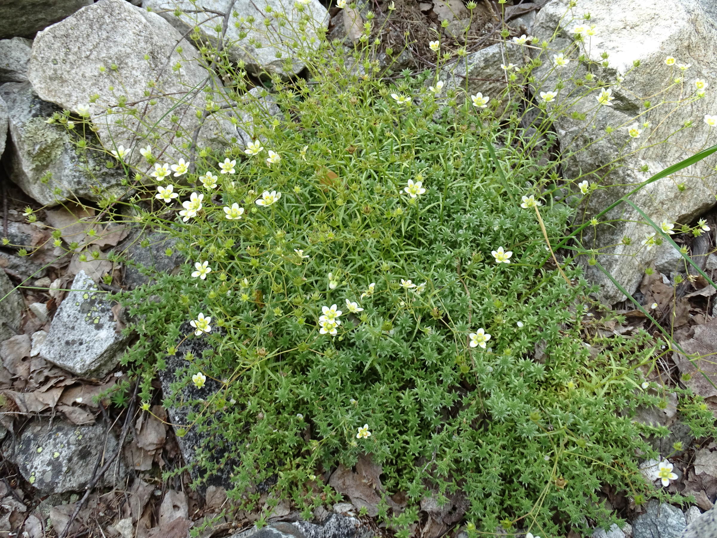 Afficher le média saxifraga_aspera1mv saxifraga_aspera1mv