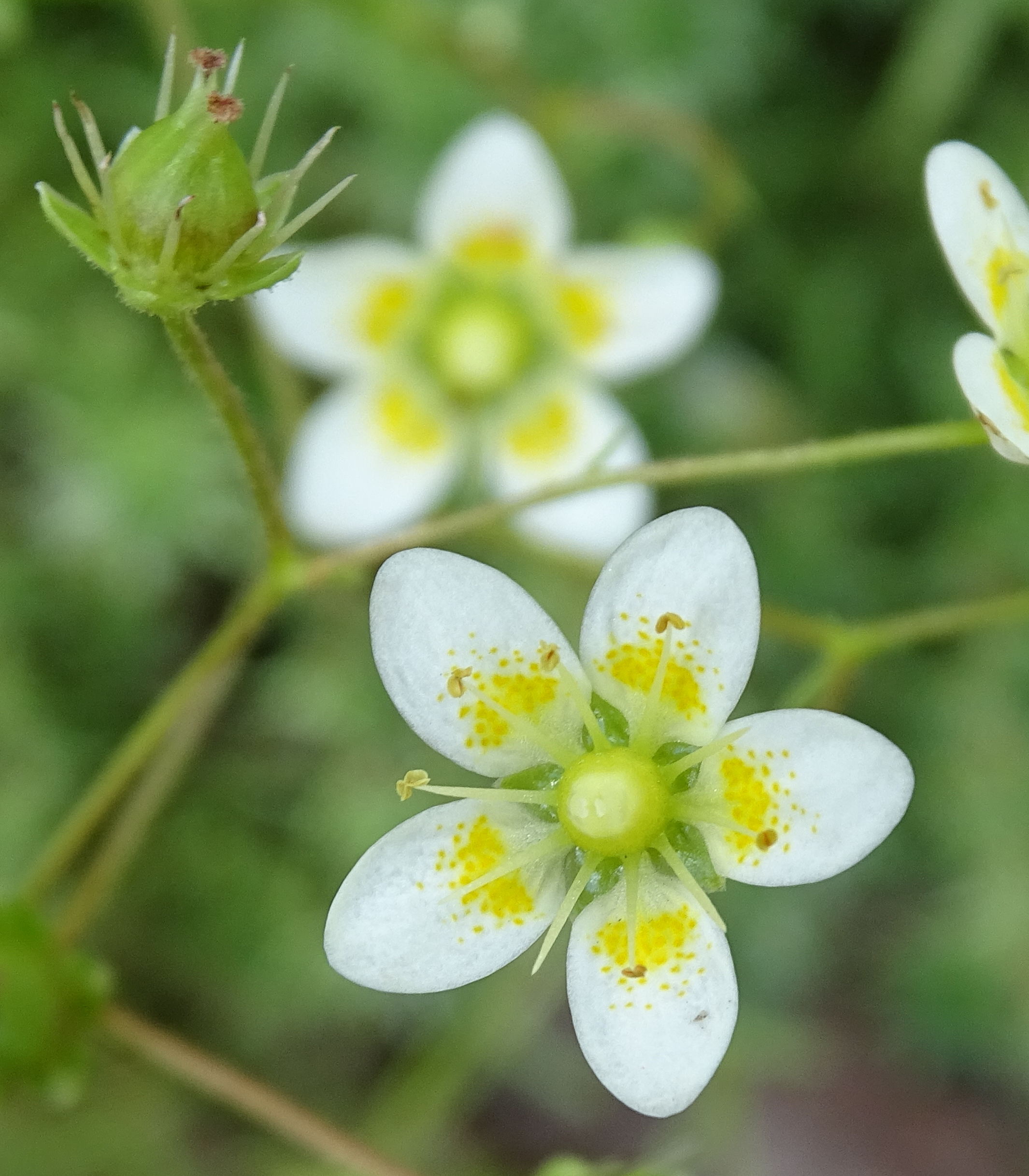 Afficher le média saxifraga_aspera2mv saxifraga_aspera2mv