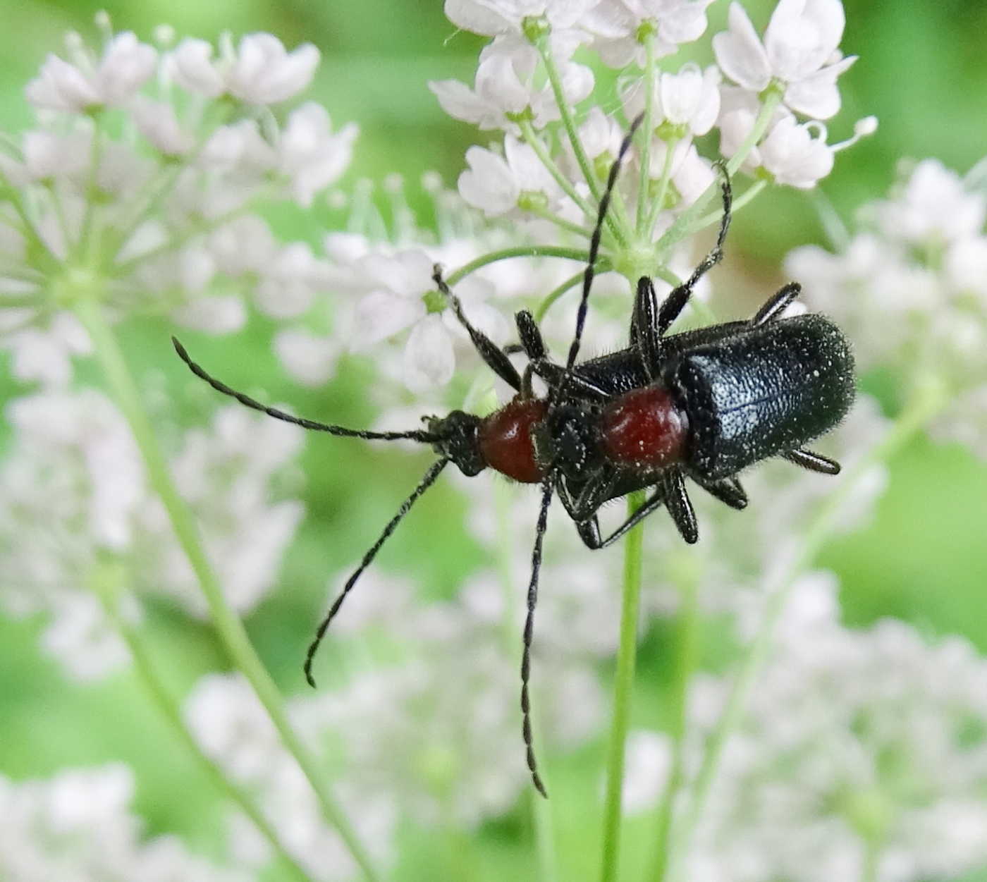 dinoptera_collaris1mv