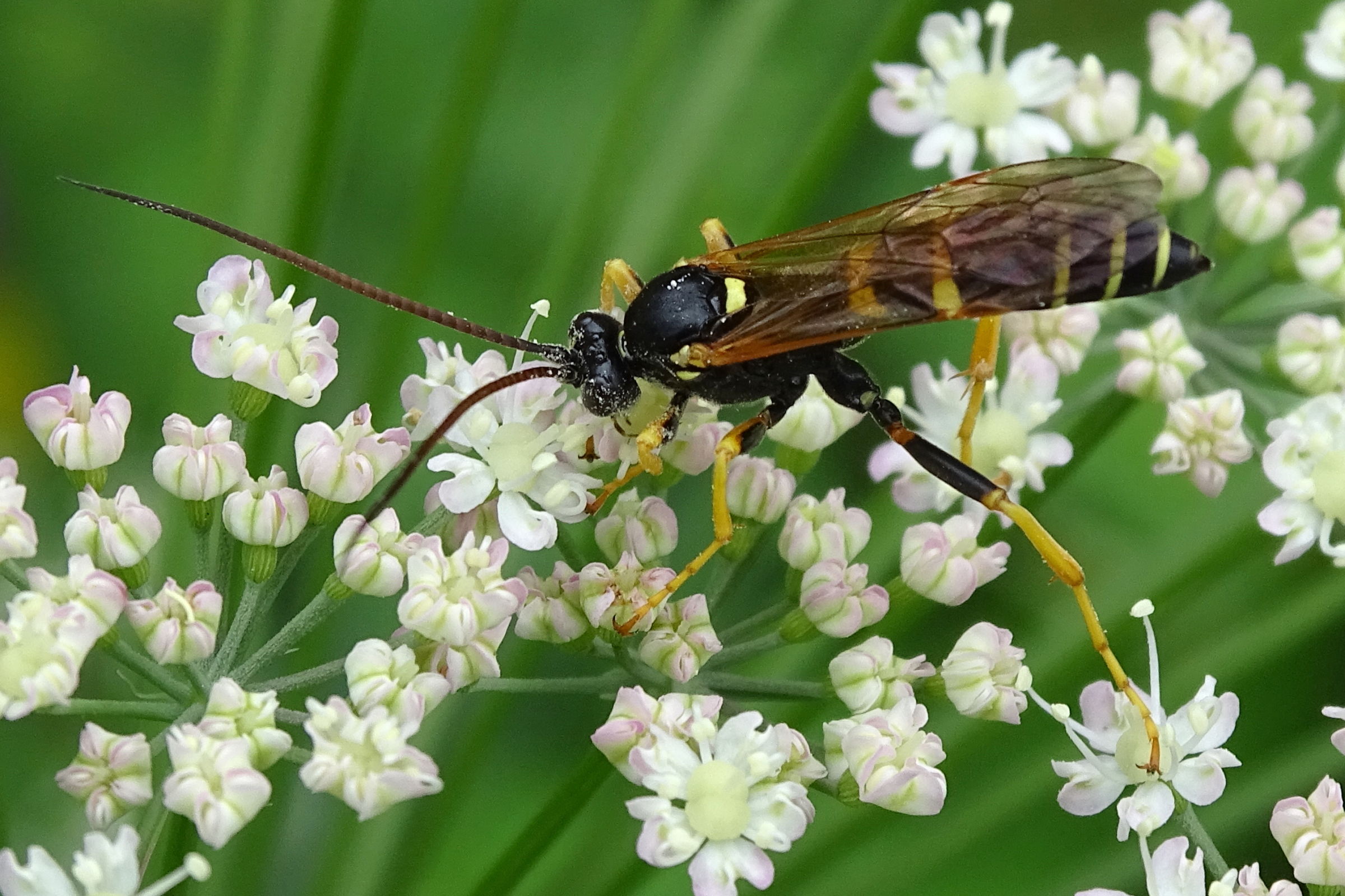 ichneumon_sarcitorius2mv