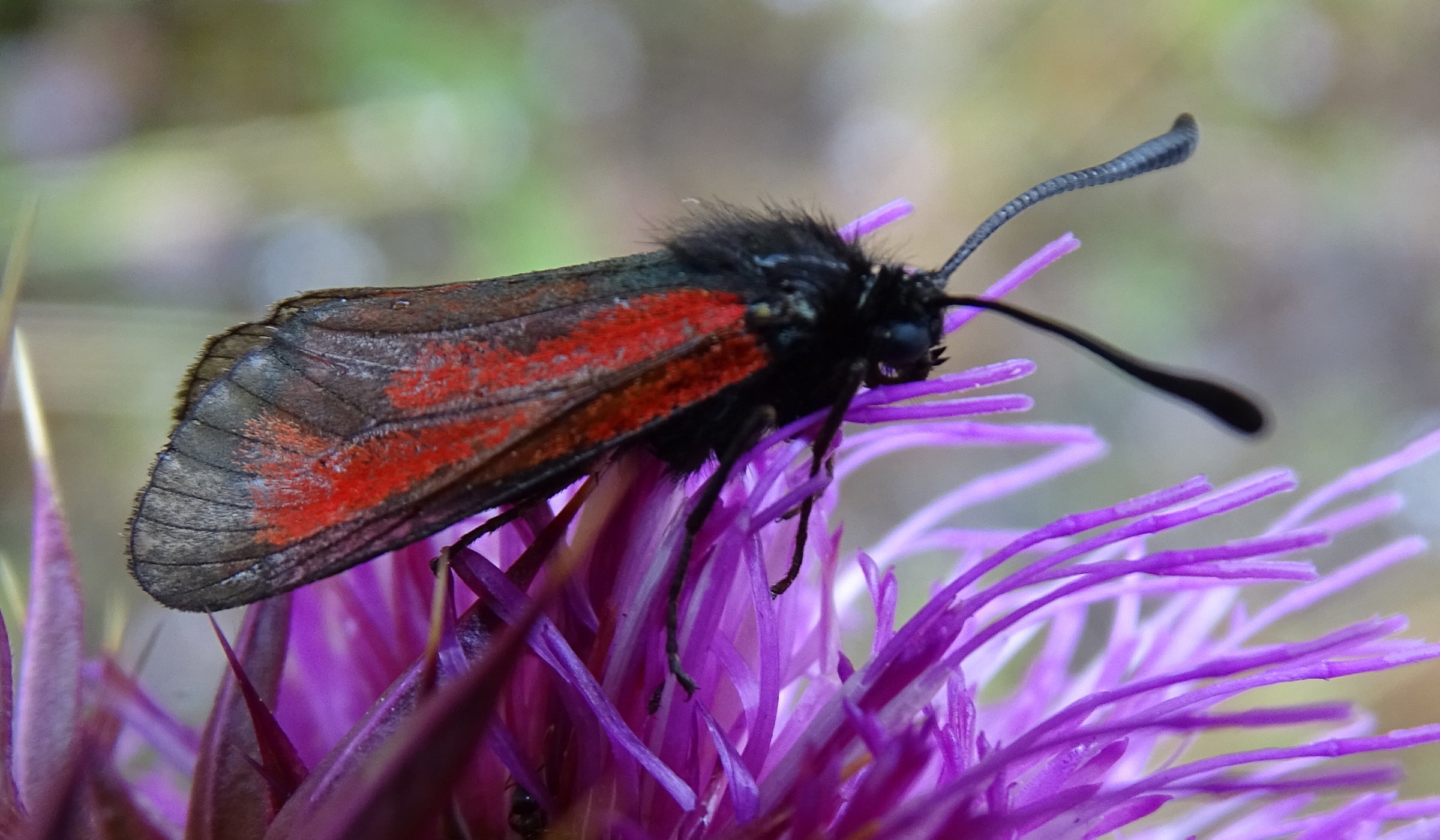 zygaena_purpuralis4mv