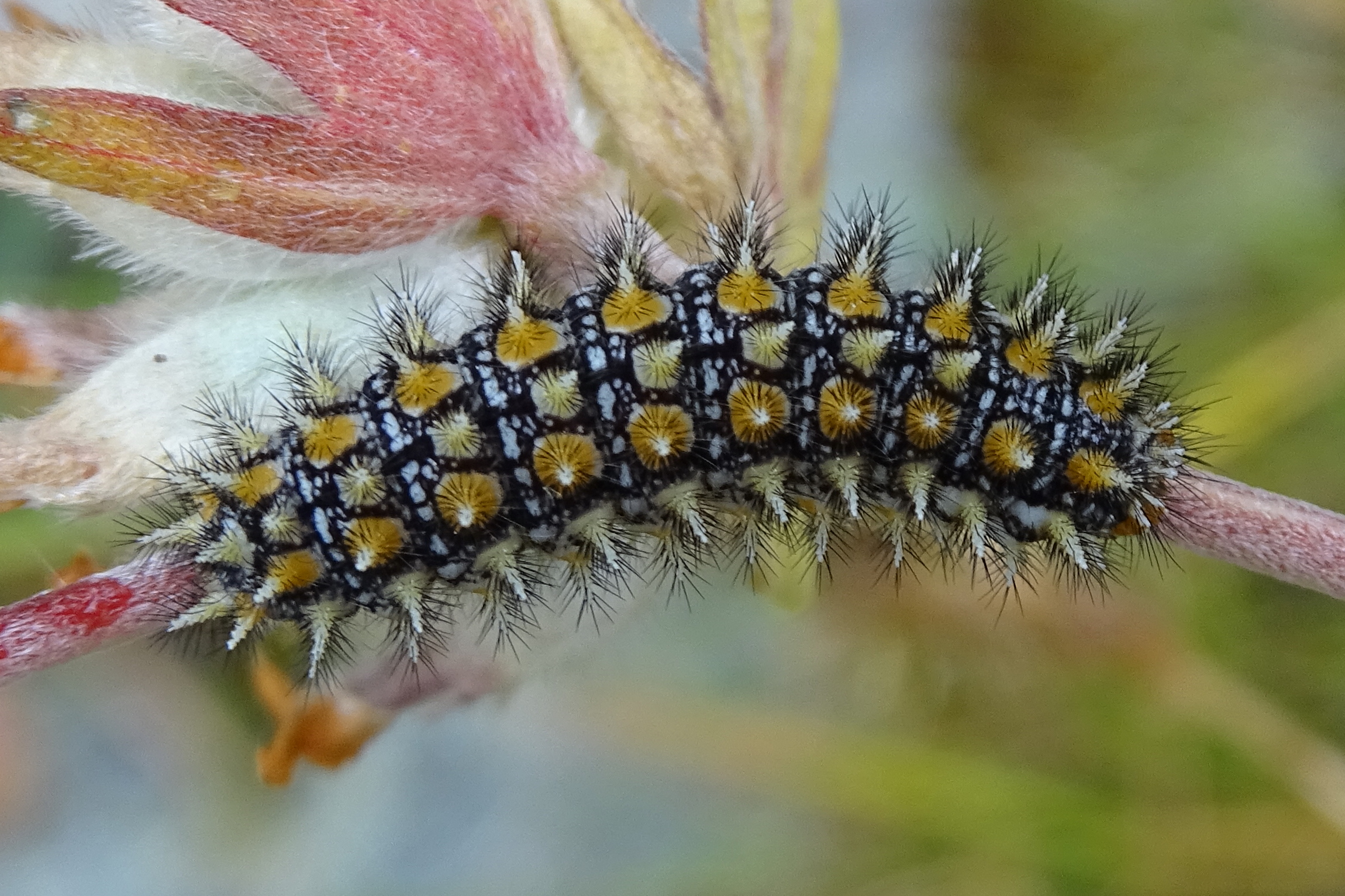 Afficher le média melitaea_athalia_ch1mv melitaea_athalia_ch1mv