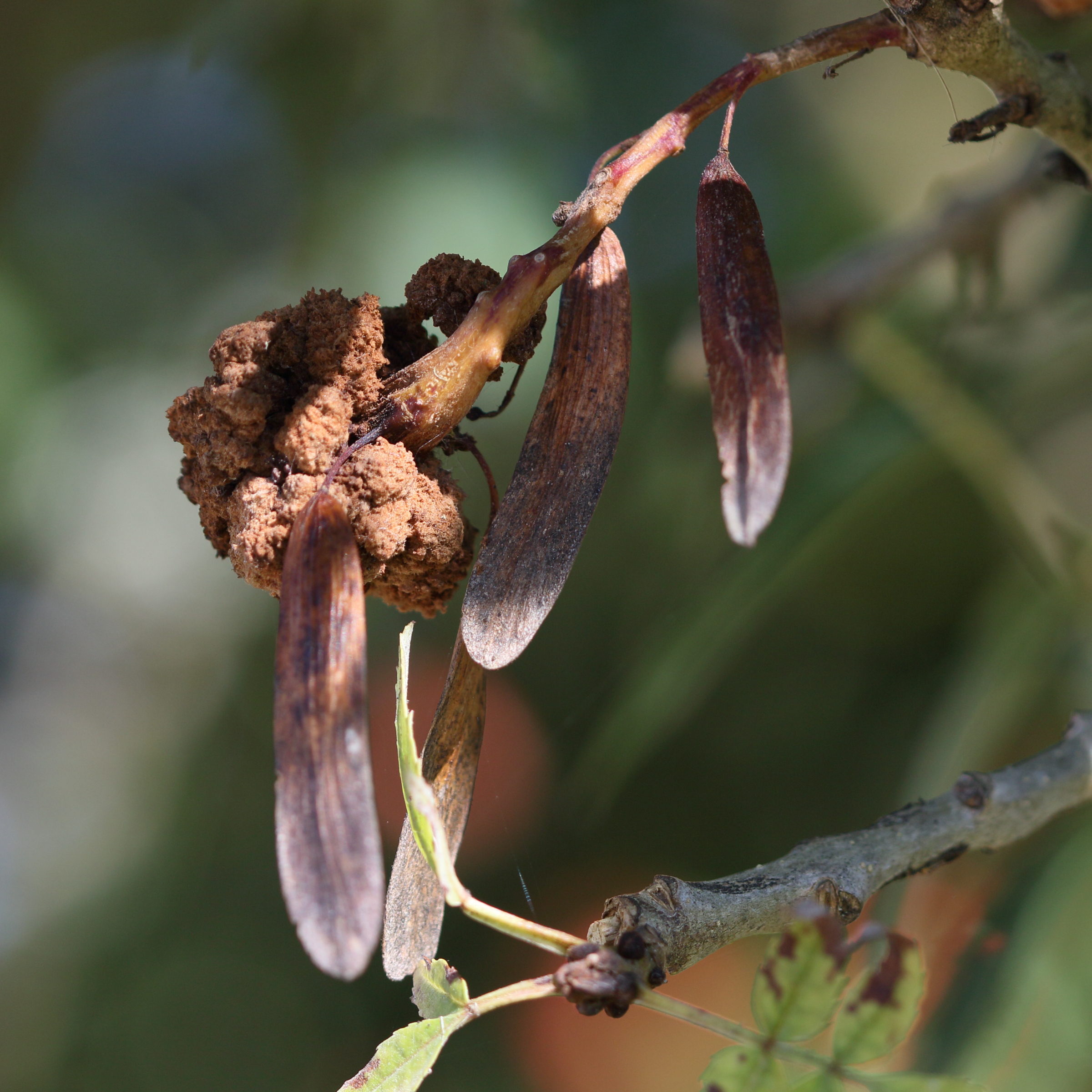 aceria_fraxinivora_galle6md