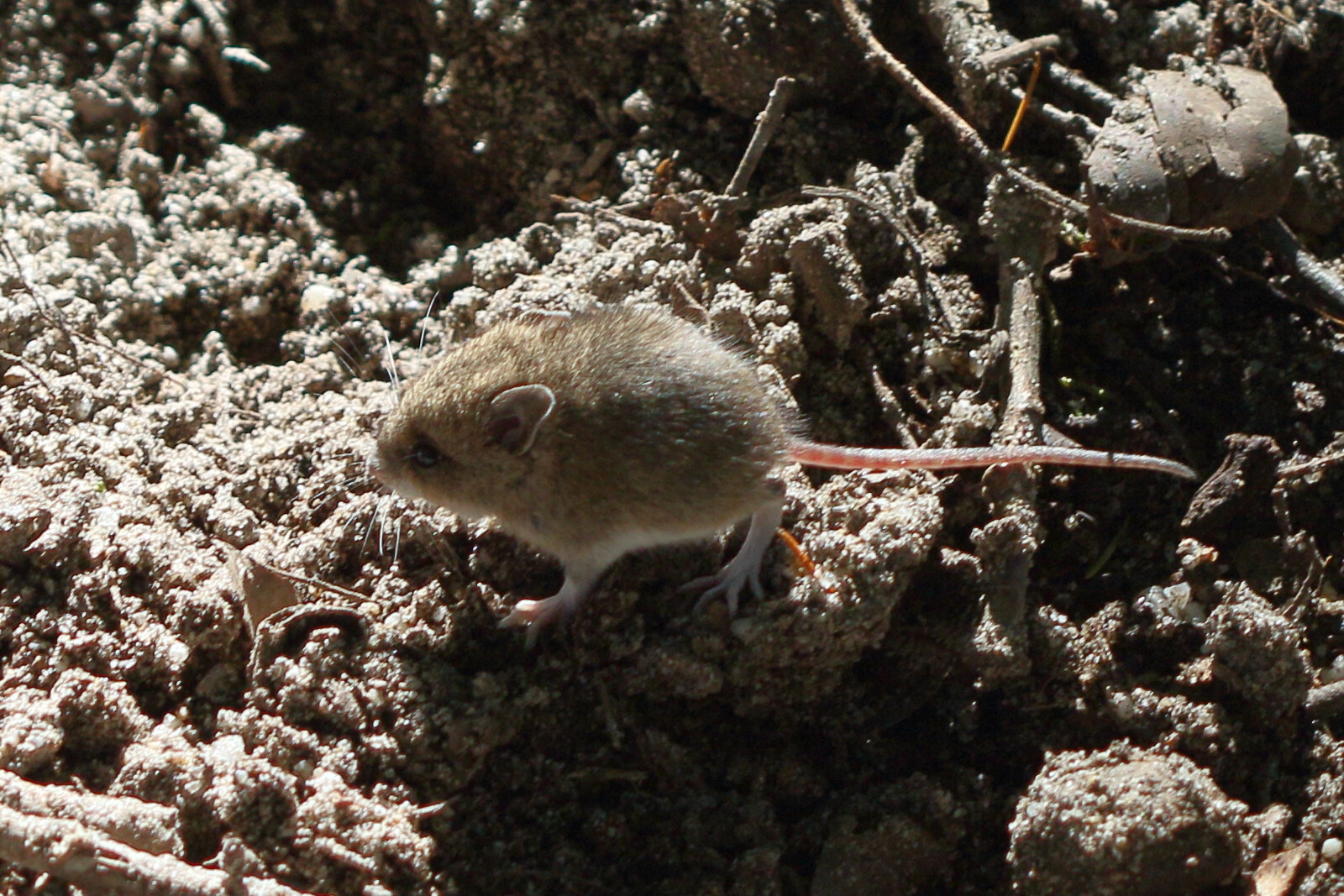 apodemus_sylvaticus7md