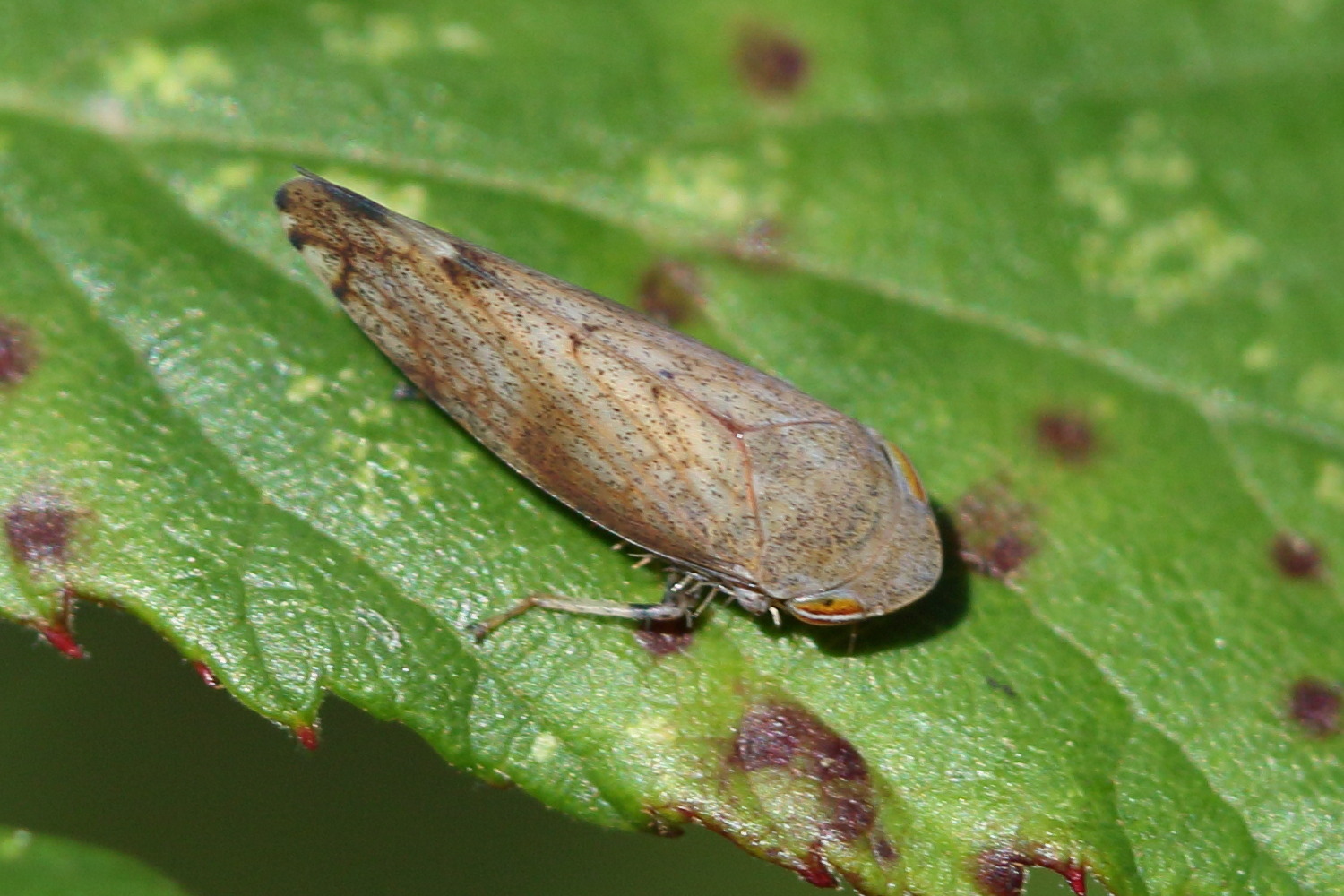 fieberiella_florii1md