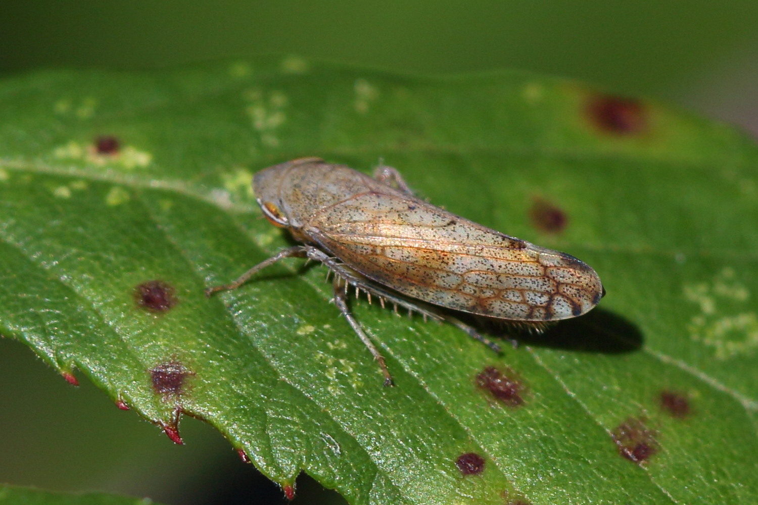 fieberiella_florii2md