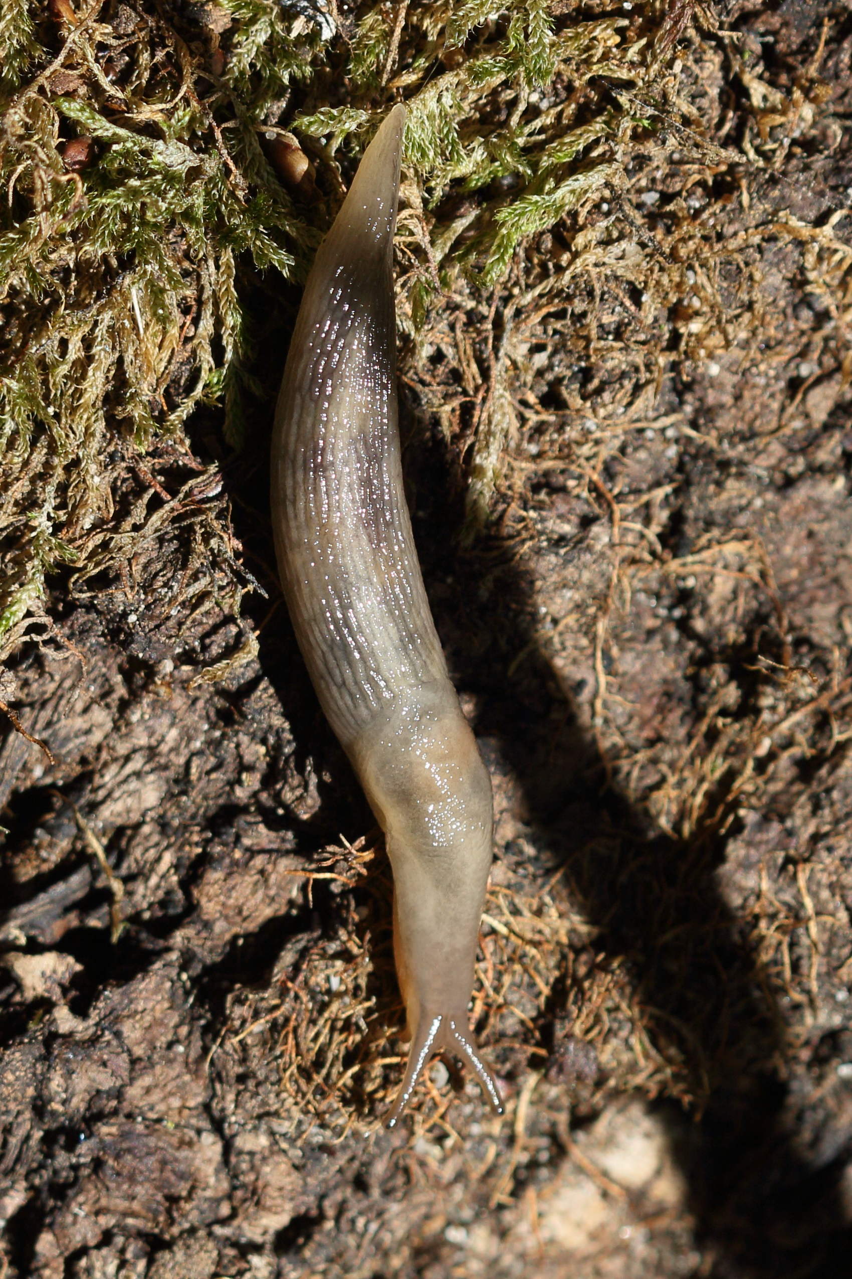 lehmannia_marginata1md