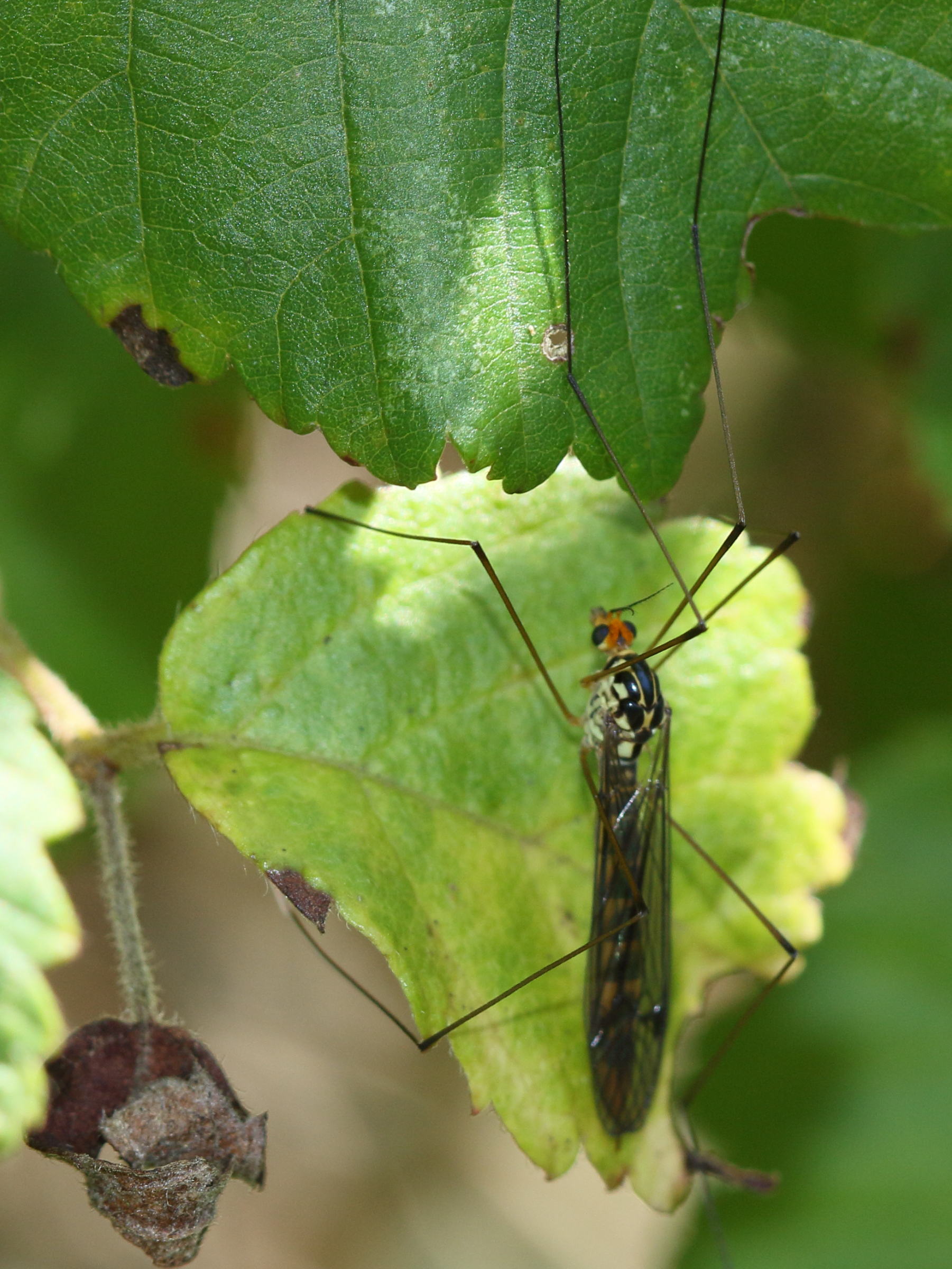 nephrotoma_flavipalpis1md