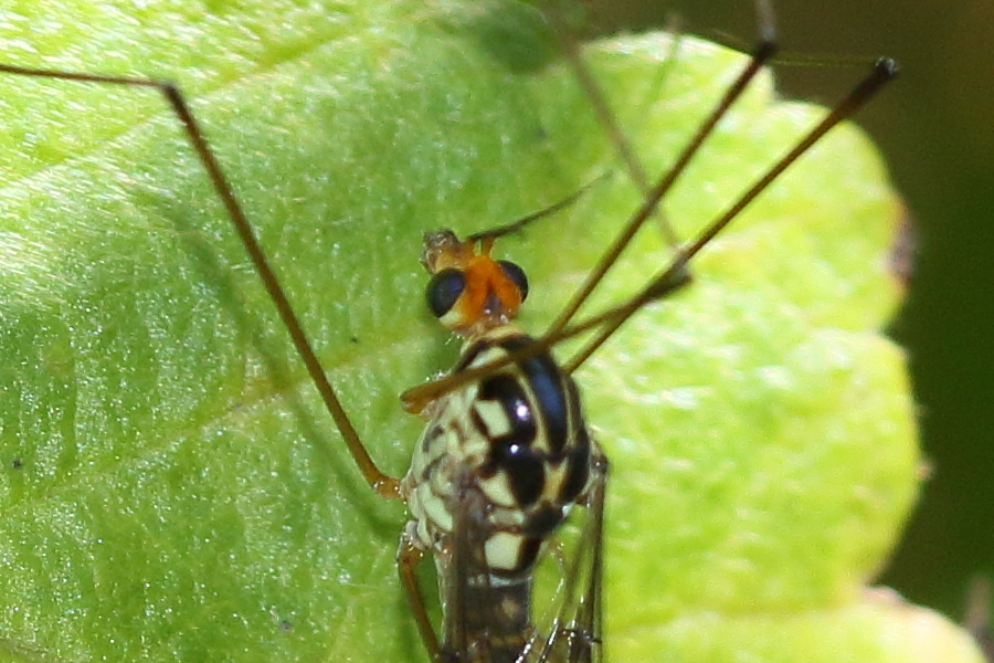 nephrotoma_flavipalpis2md