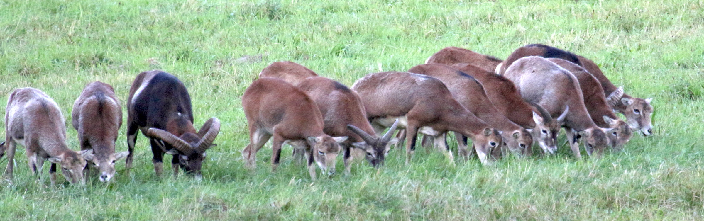 ovis_gmelinii_musimon4md