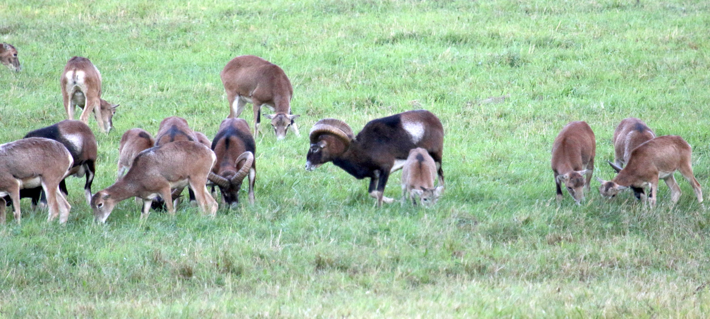 ovis_gmelinii_musimon5md