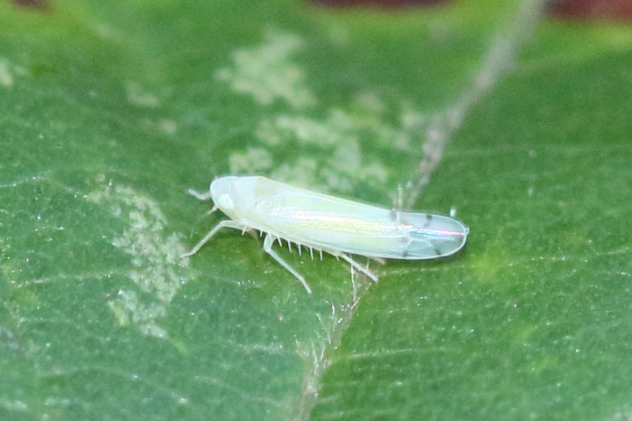 ribautiana_tenerrima2md