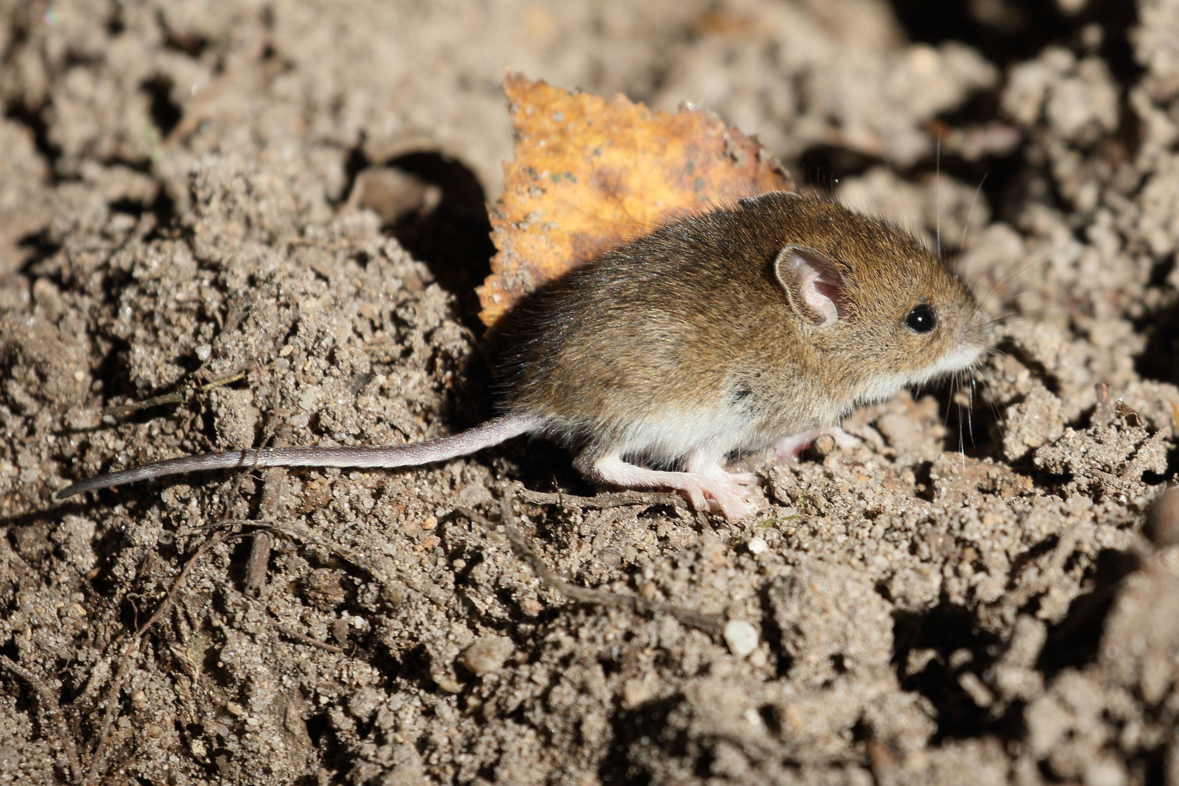 apodemus_sylvaticus8bd