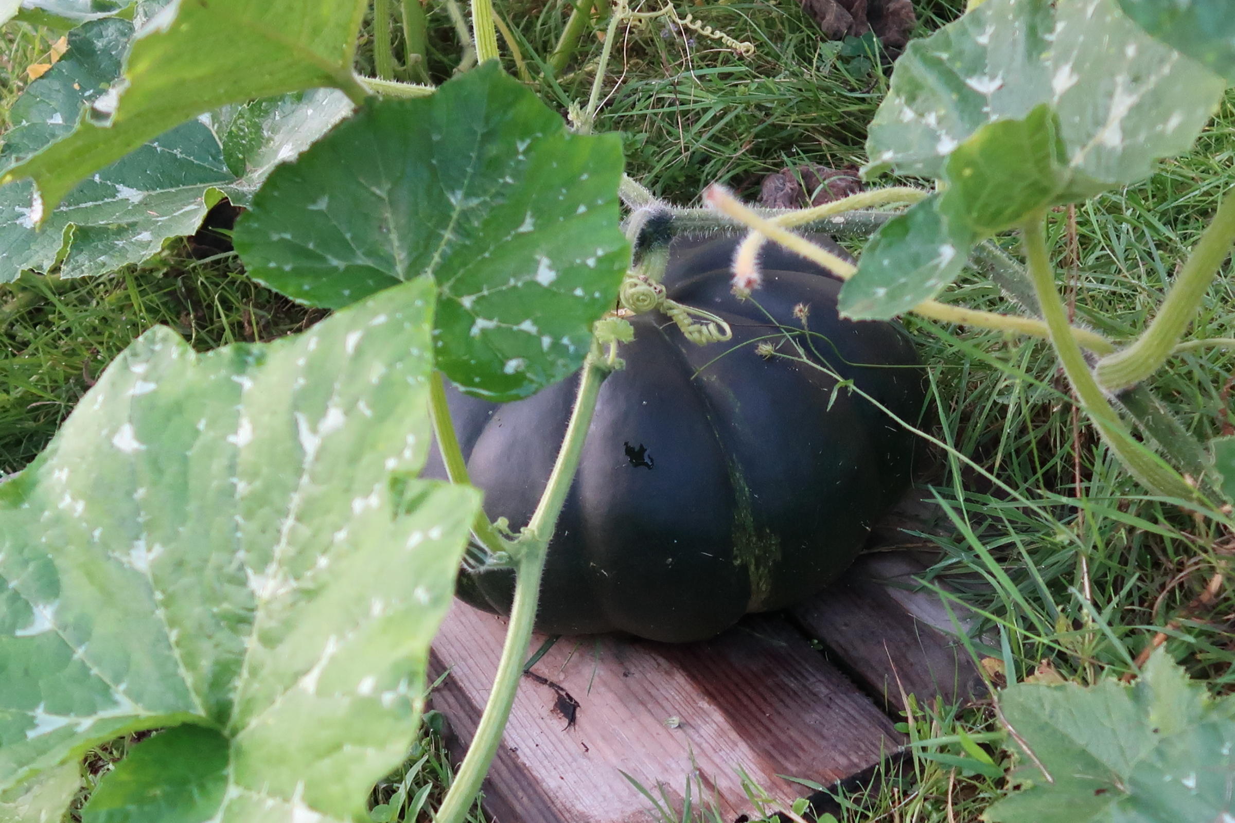 cucurbita_moschata10md