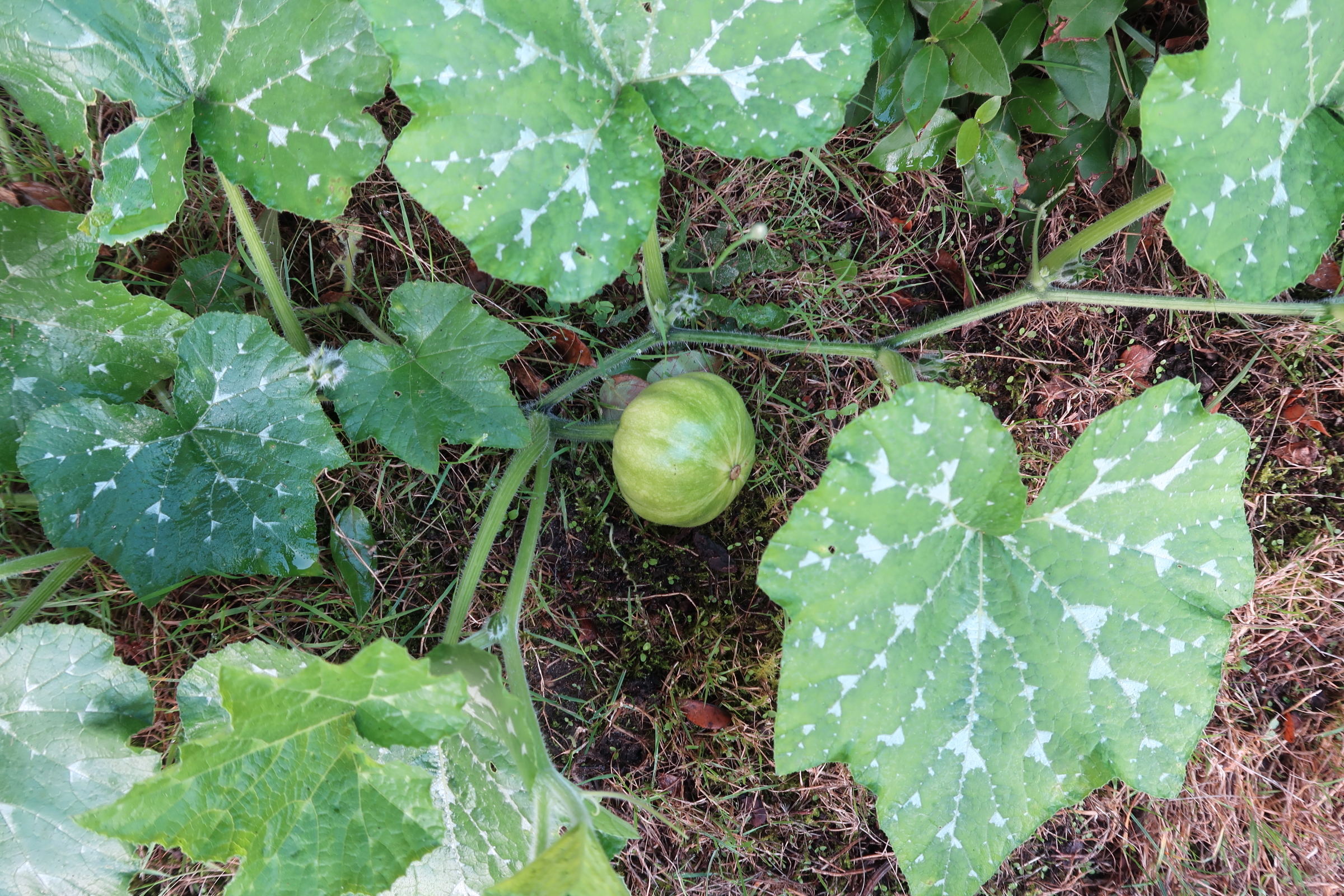cucurbita_moschata9md