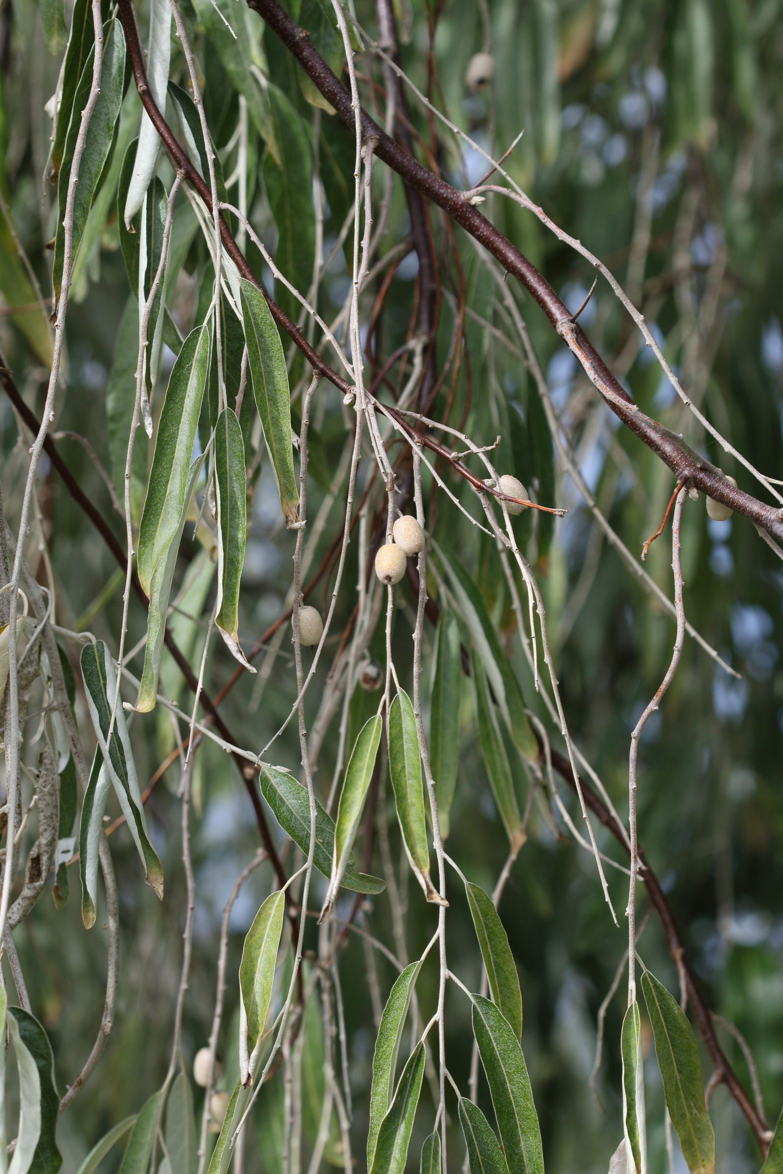 elaeagnus_angustifolia7md