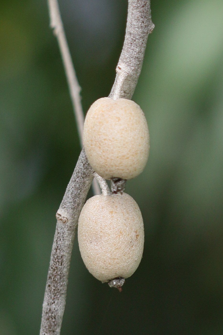 elaeagnus_angustifolia8md