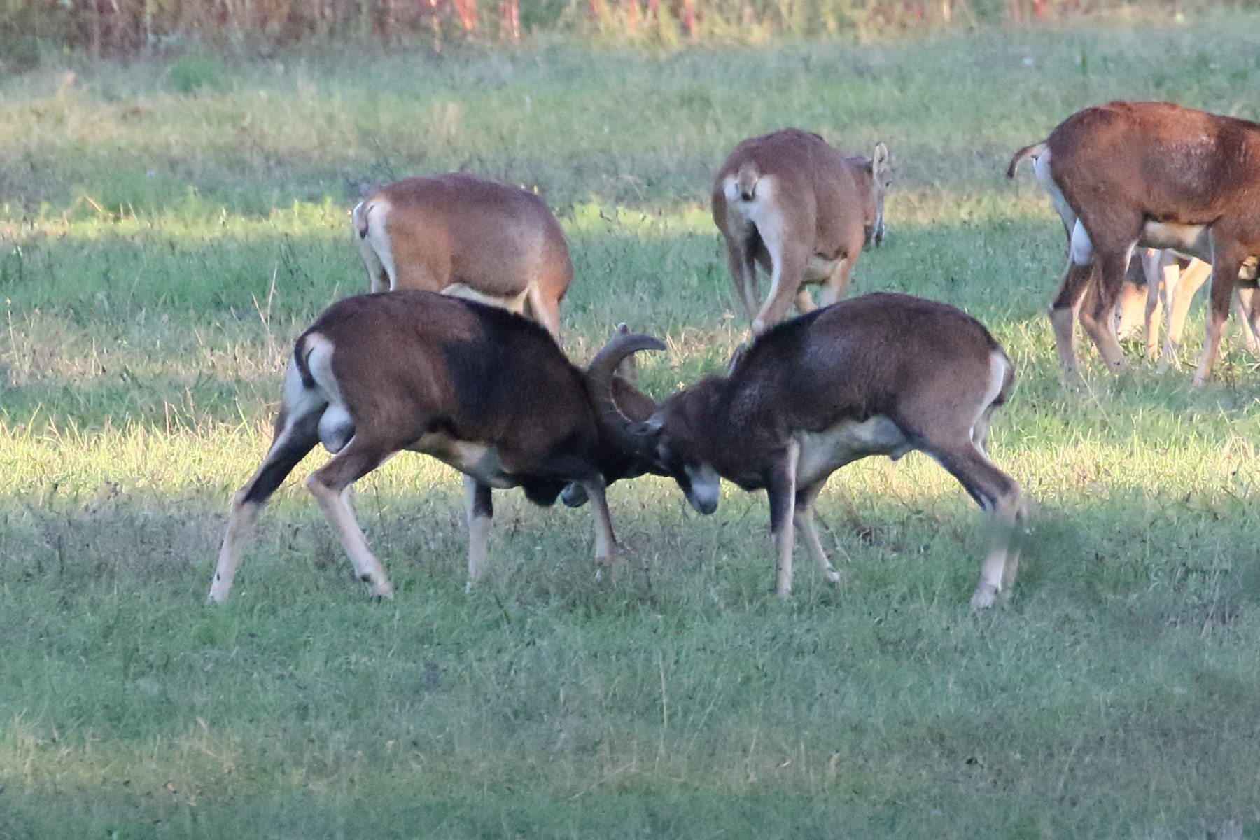 ovis_gmelinii_musimon6bd