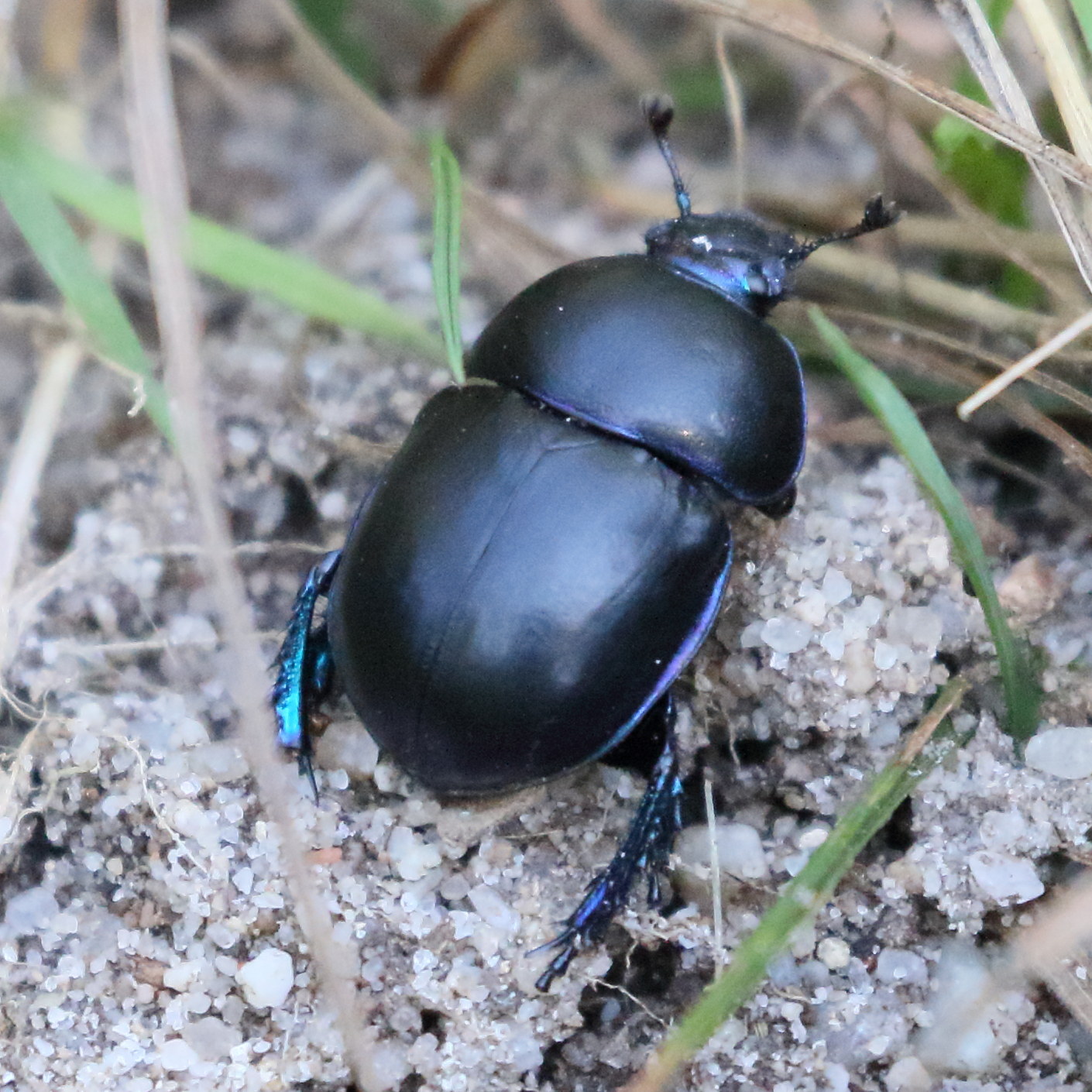 trypocopris_vernalis3bd
