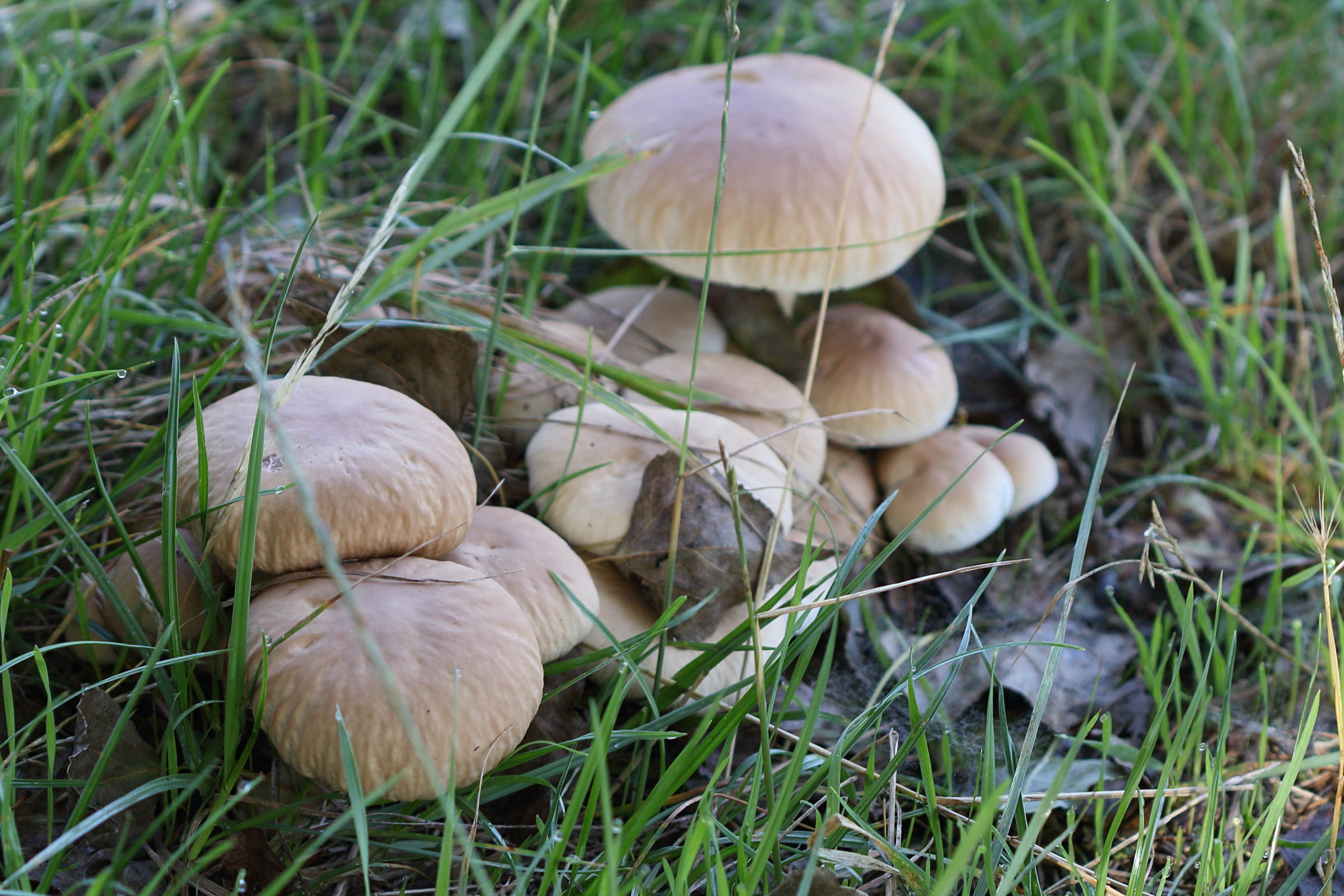 agrocybe_cylindracea1md