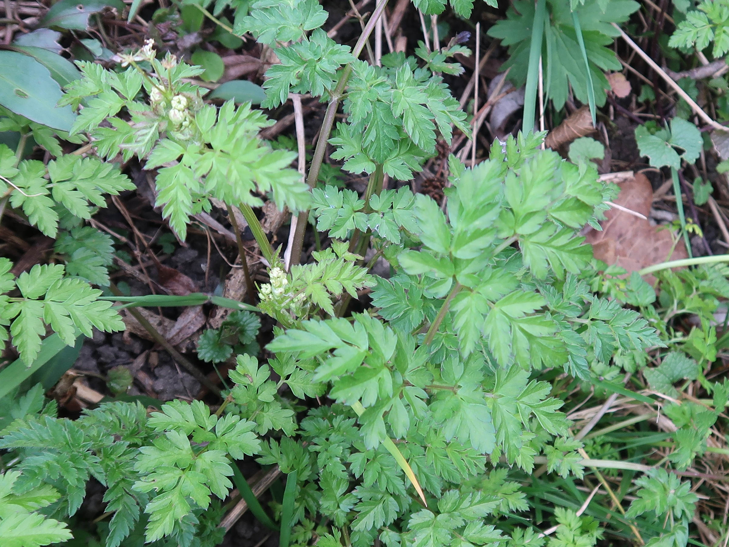 anthriscus_sylvestris8md