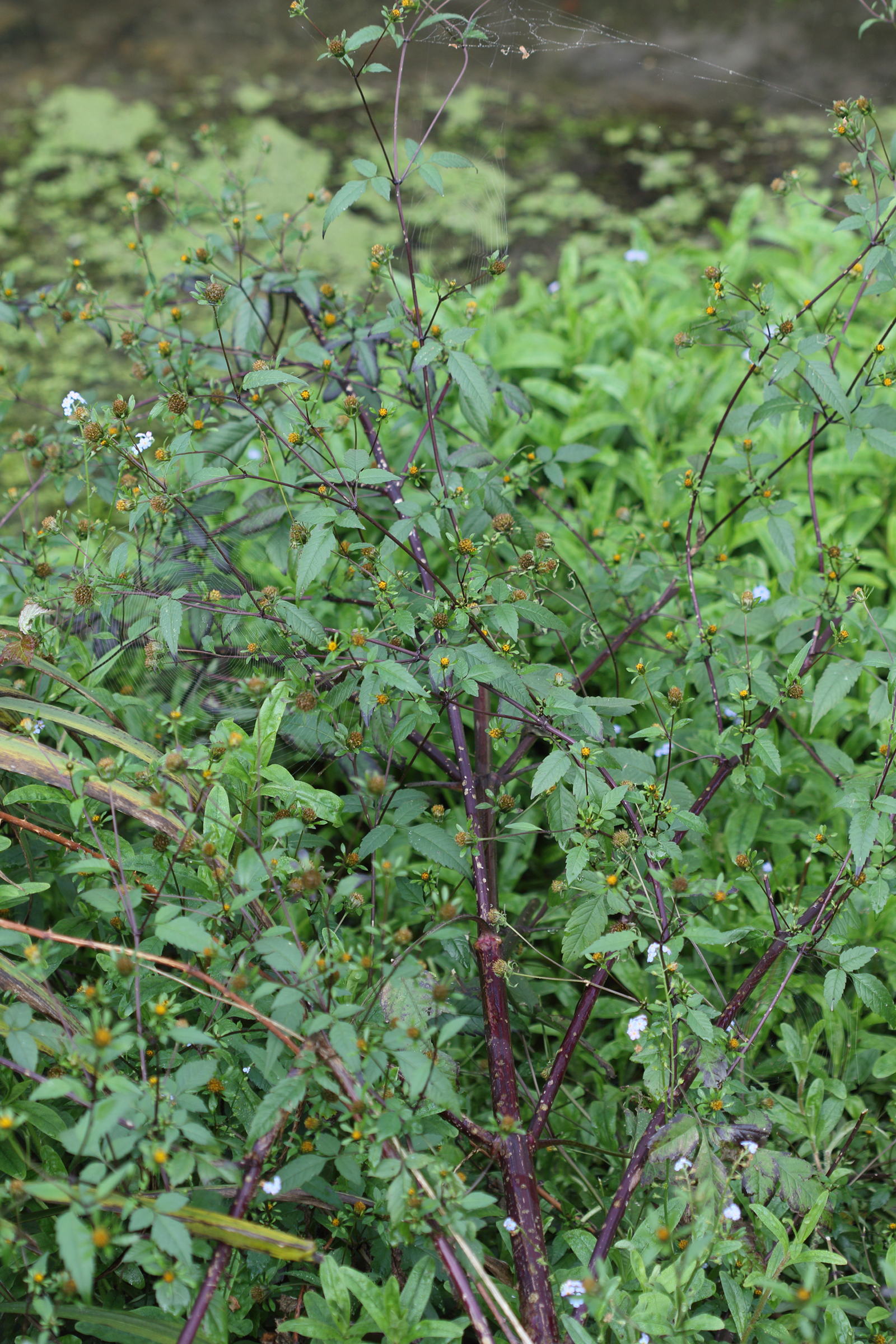 Afficher le média bidens_frondosa1md bidens_frondosa1md