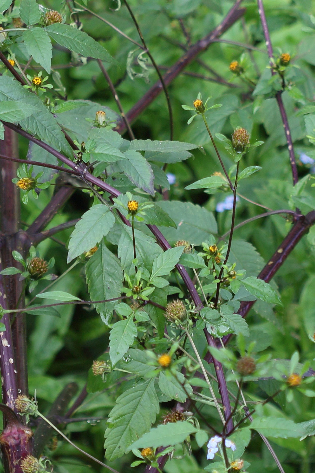 Afficher le média bidens_frondosa2md bidens_frondosa2md