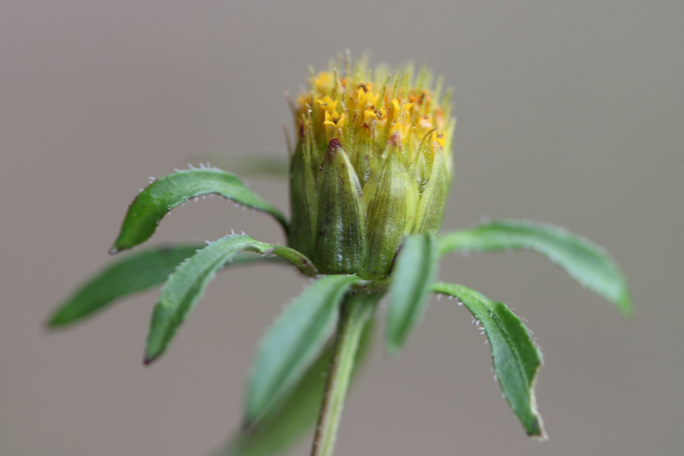 Afficher le média bidens_frondosa3md bidens_frondosa3md