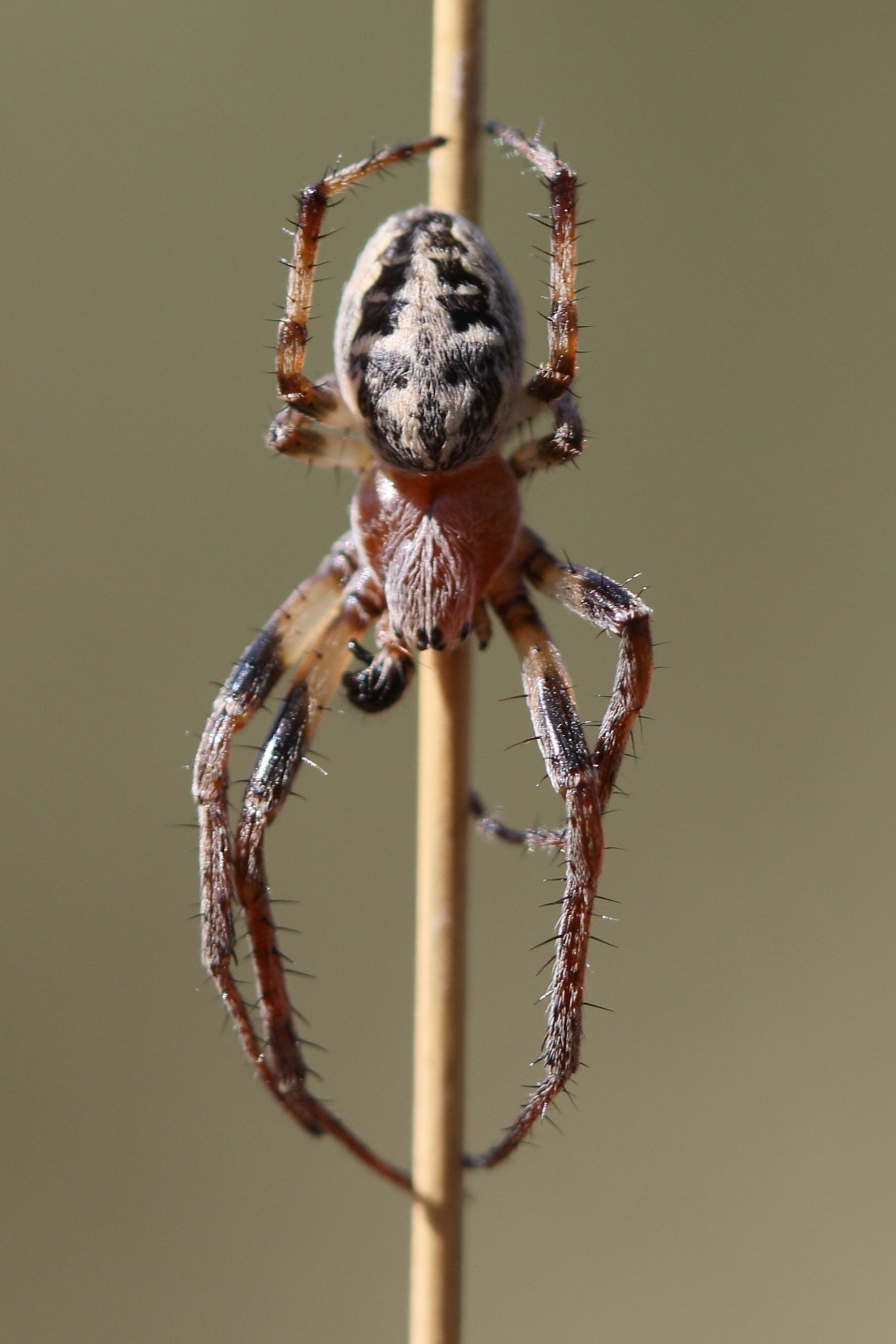 Afficher le média larinioides_cornutus8md larinioides_cornutus8md