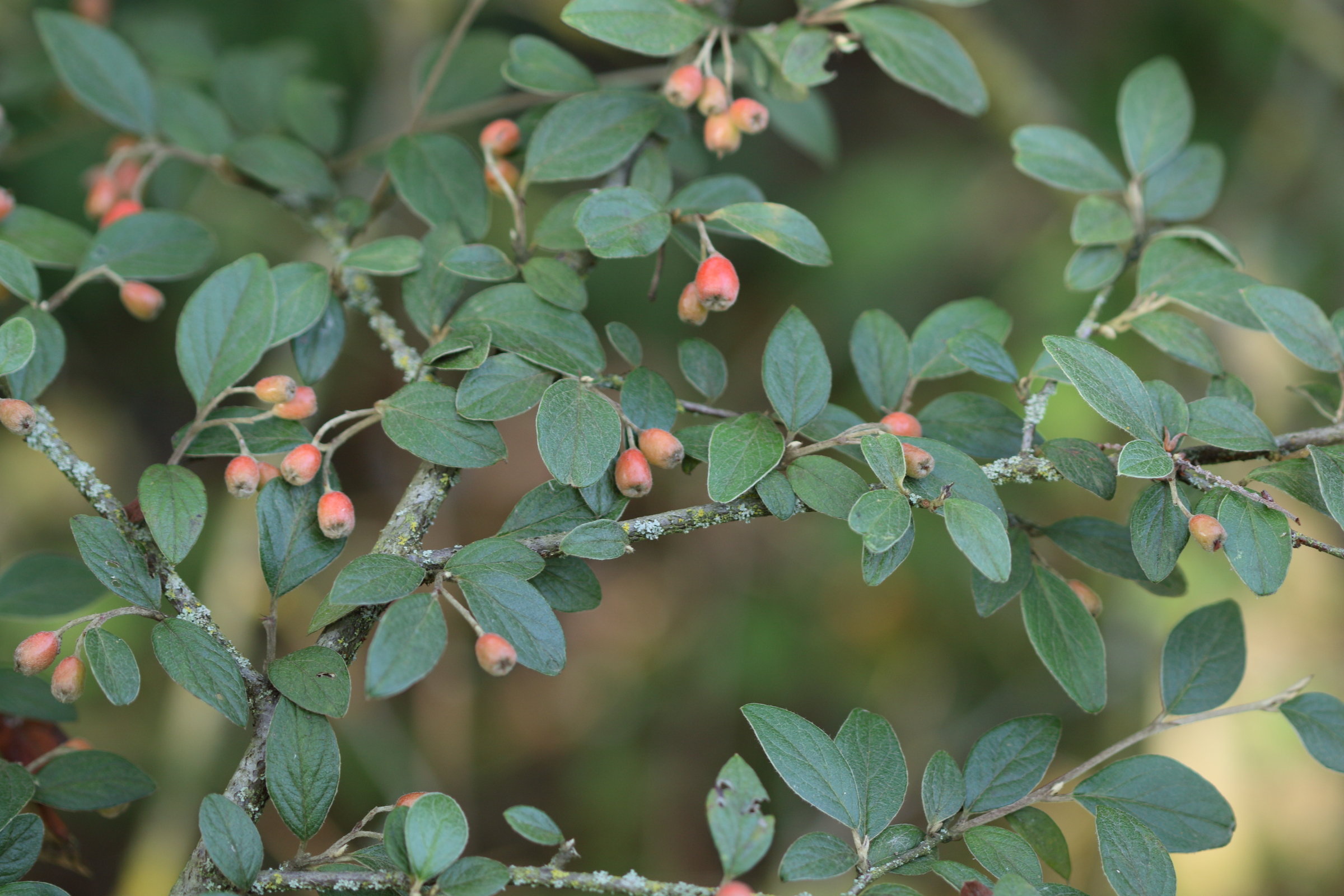 Afficher le média cotoneaster_franchetii5md cotoneaster_franchetii5md