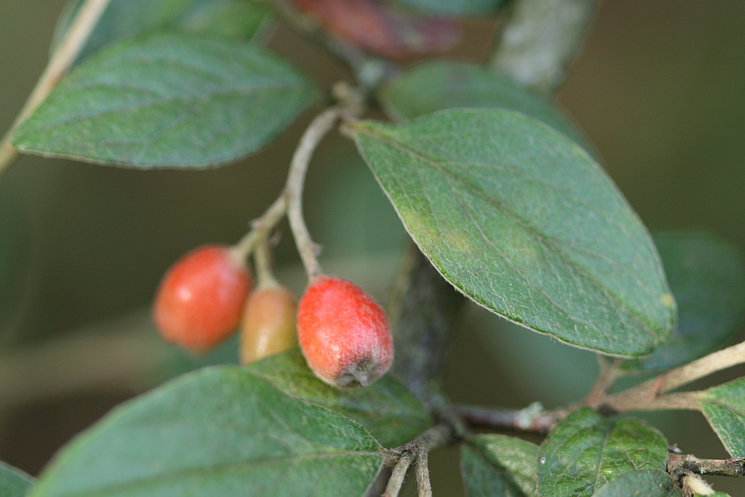 Afficher le média cotoneaster_franchetii6md cotoneaster_franchetii6md