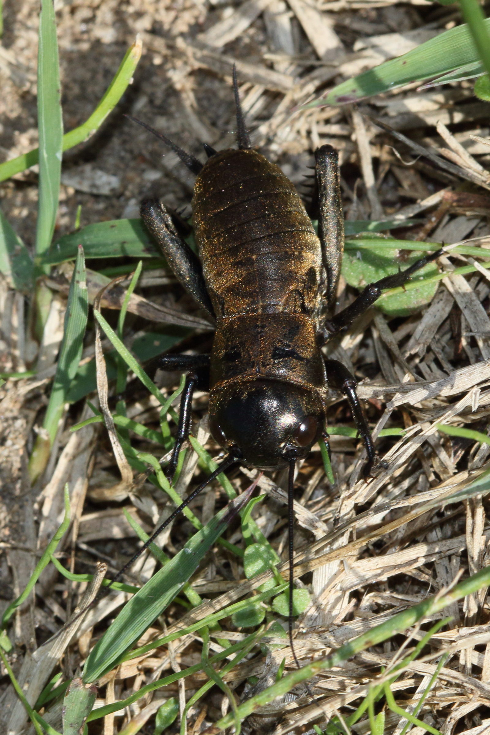 gryllus_campestris6md