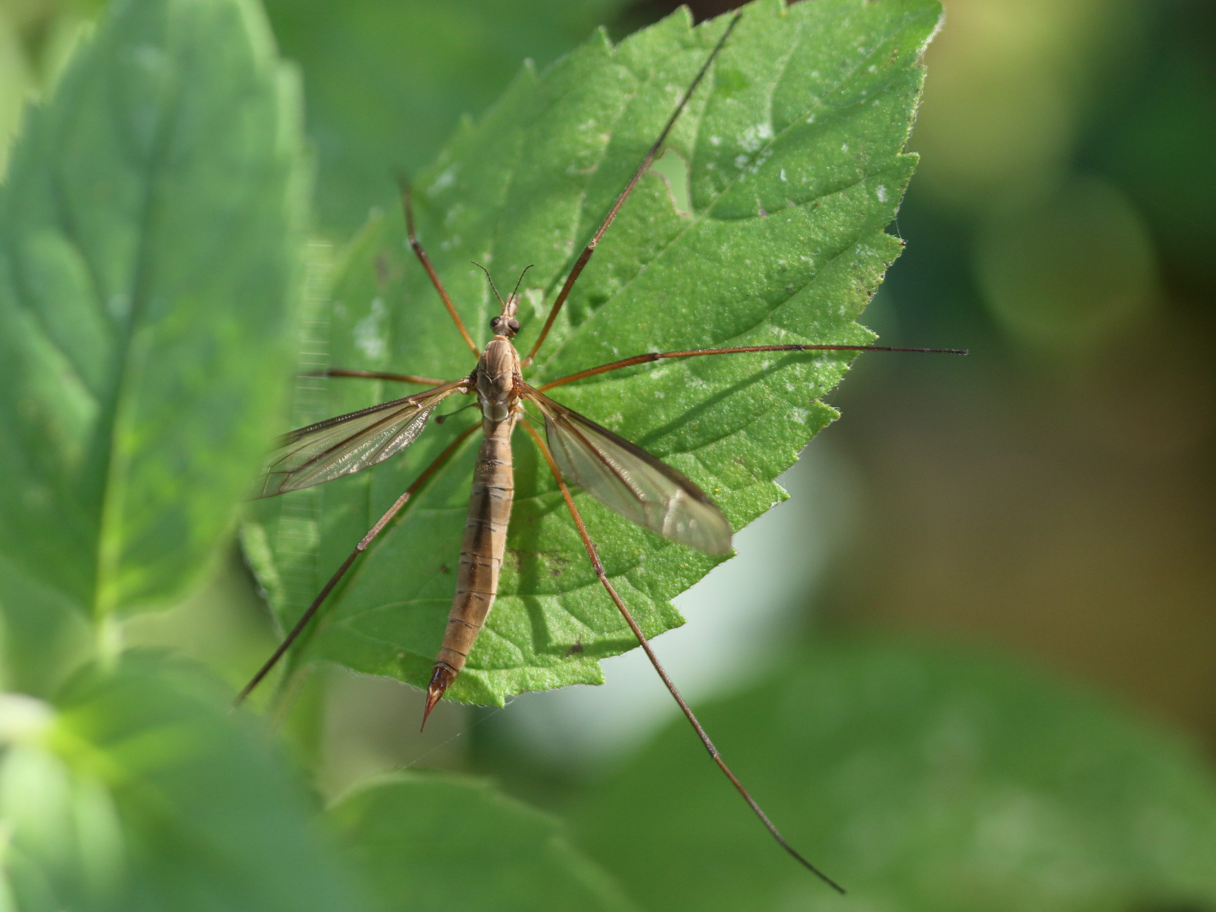 tipula_paludosa6md