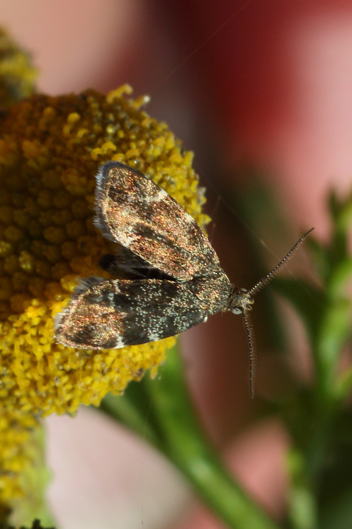 anthophila_fabriciana3md