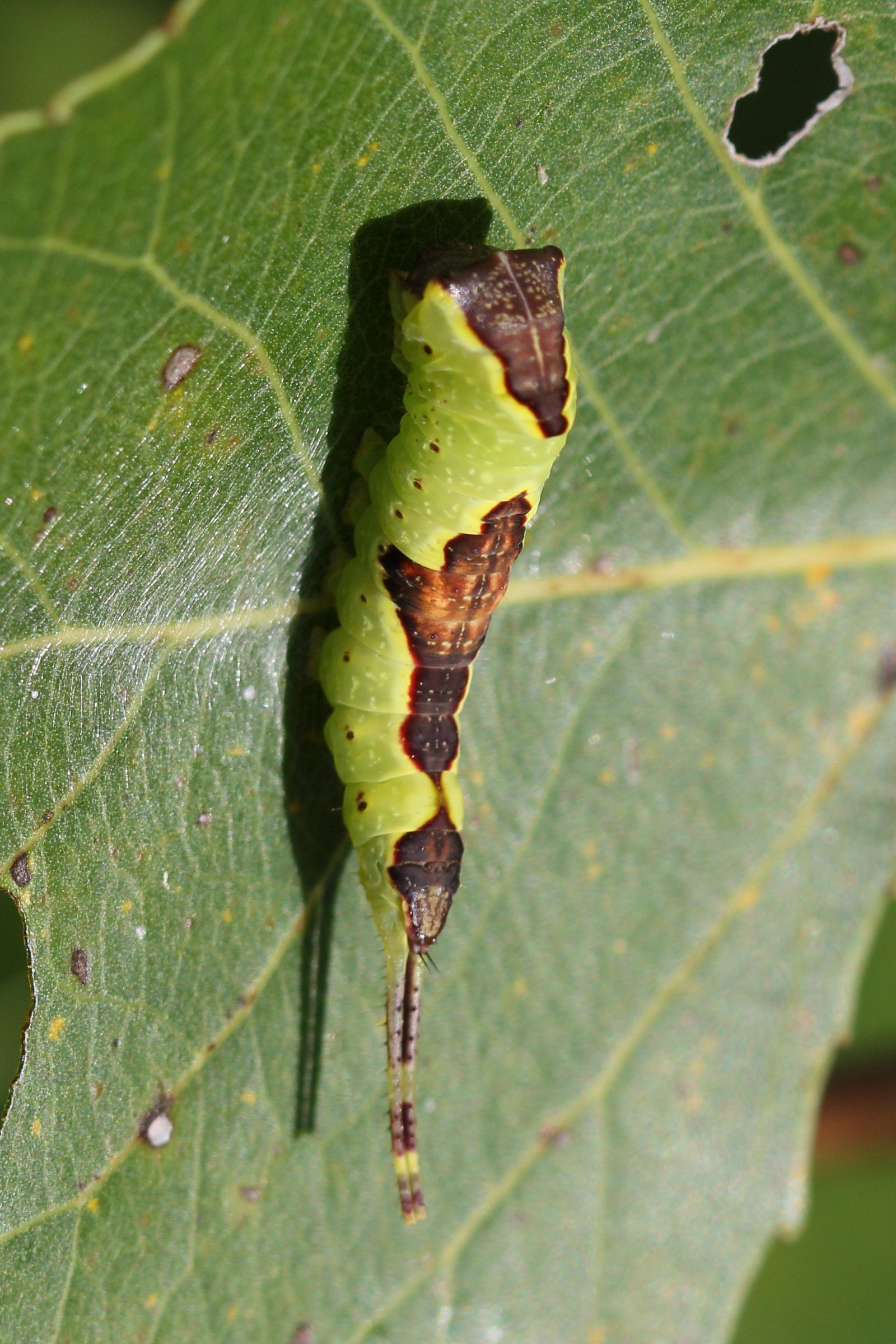 furcula_bifida_ch1md