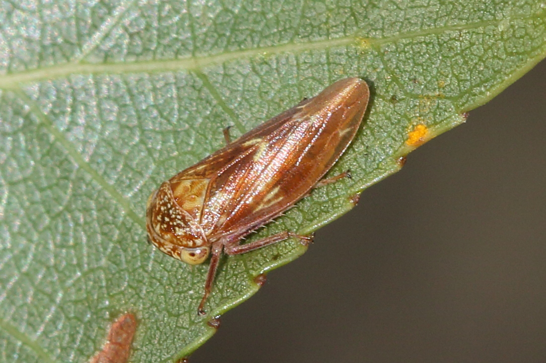 rhytidodus_decimusquatus2md