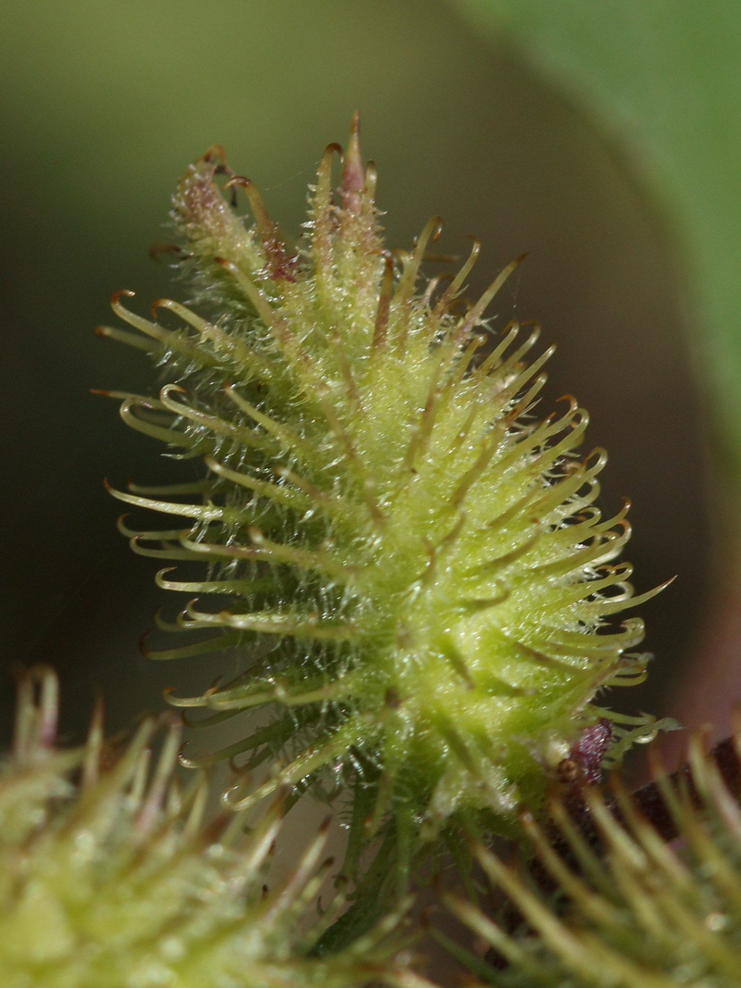 Afficher le média xanthium_orientale_italicum6md xanthium_orientale_italicum6md