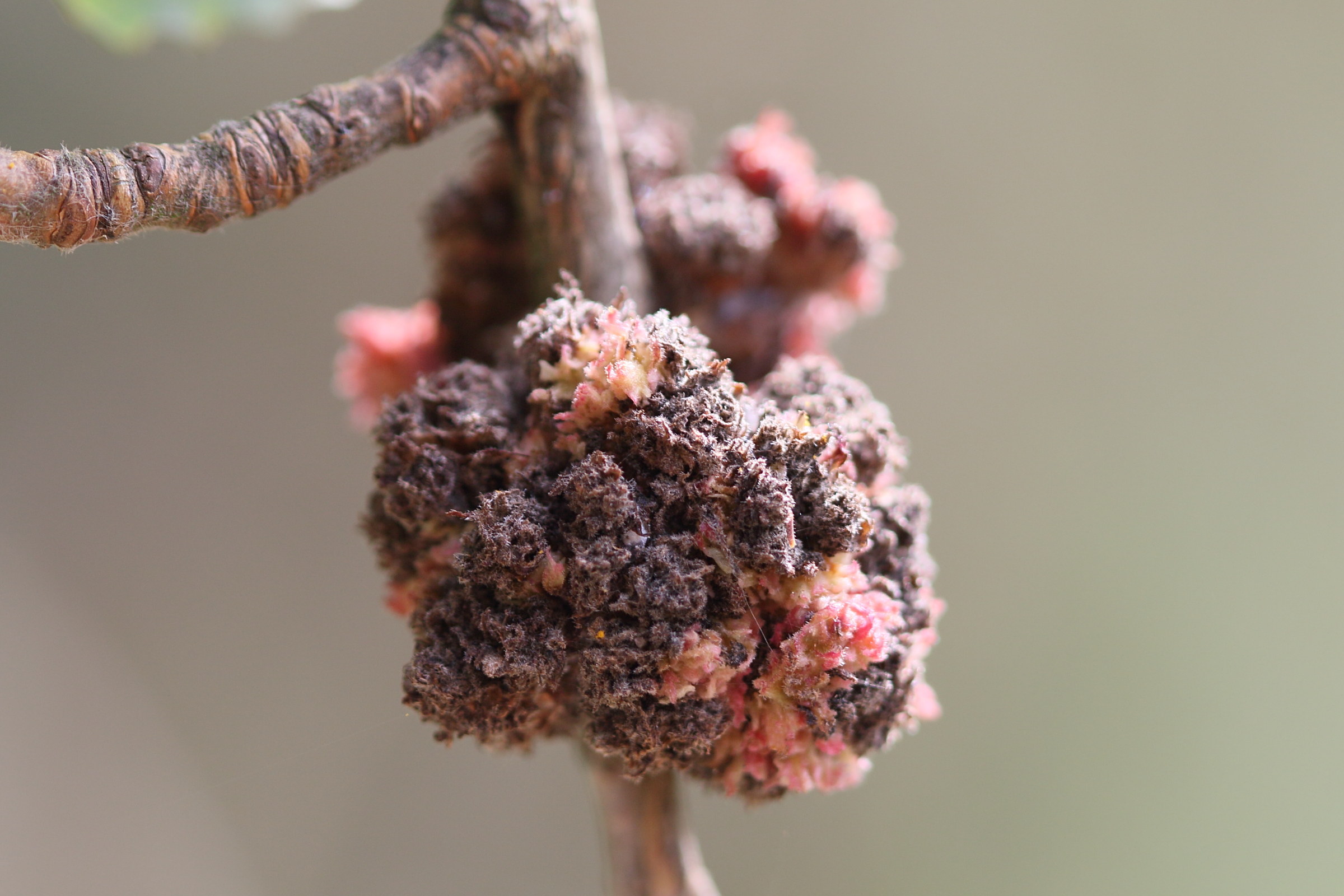 aceria_populi_galle1md