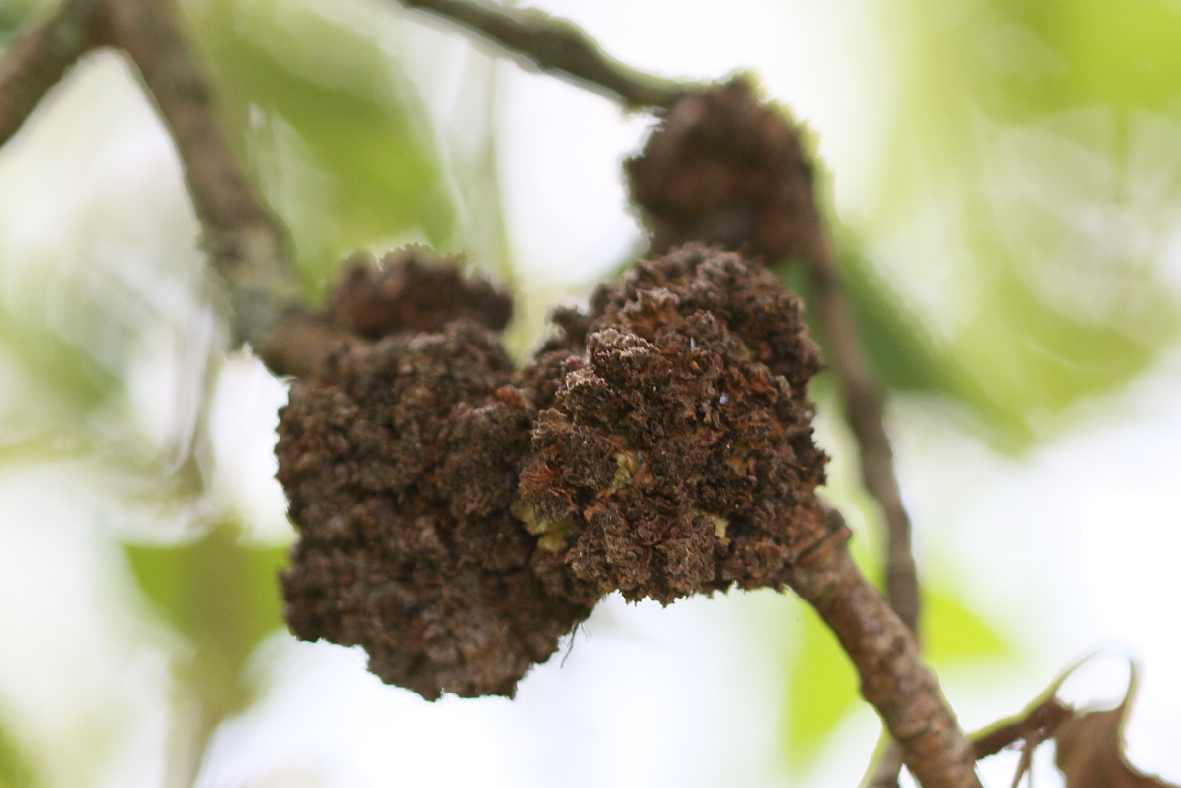 aceria_populi_galle2md