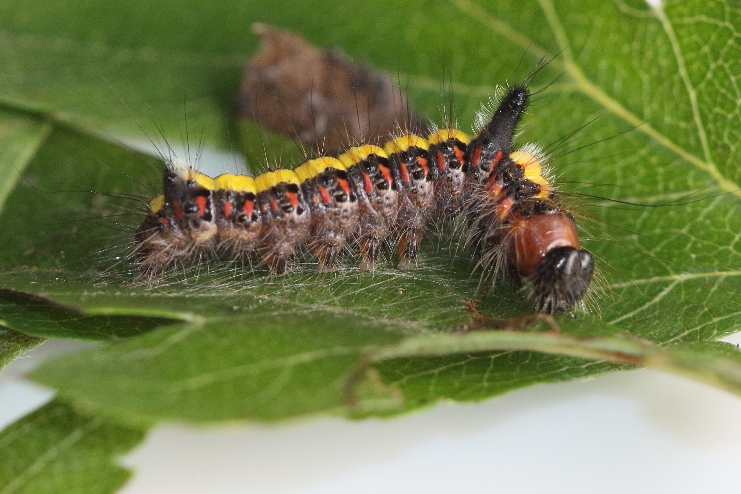 acronicta_psi_ch4md