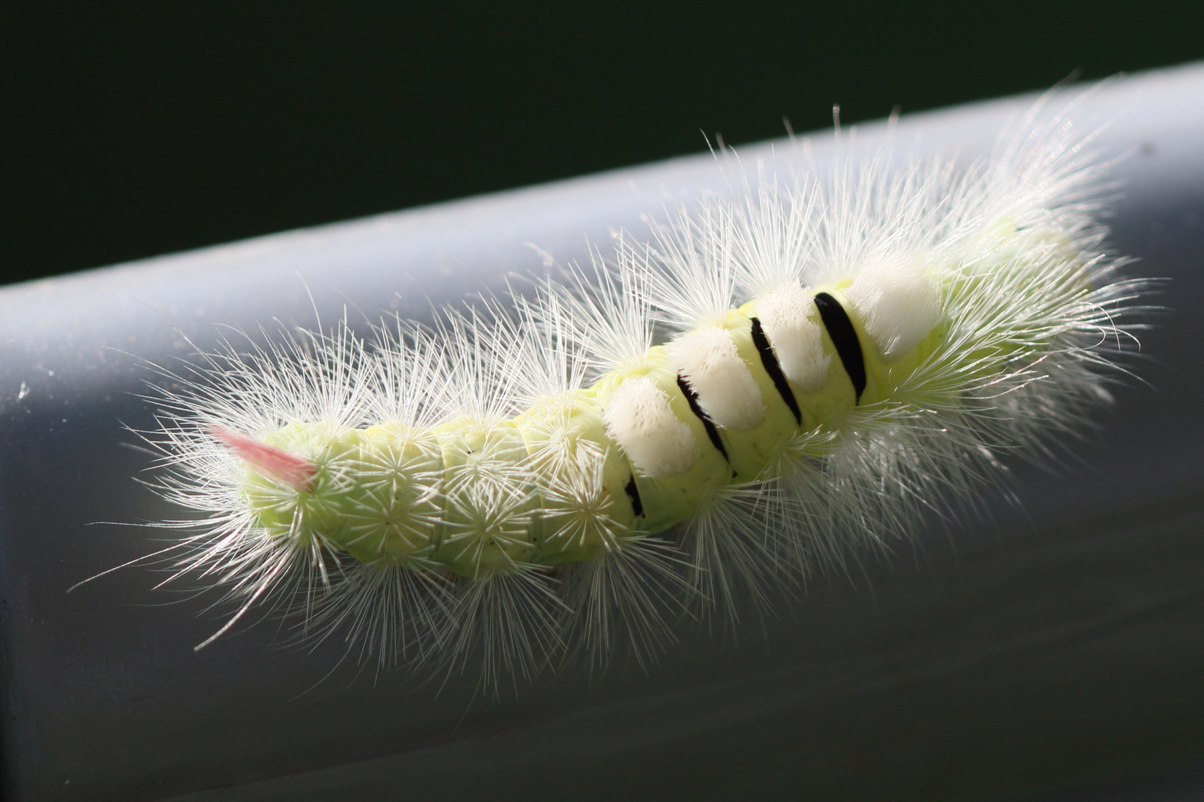 calliteara_pudibunda_ch4md