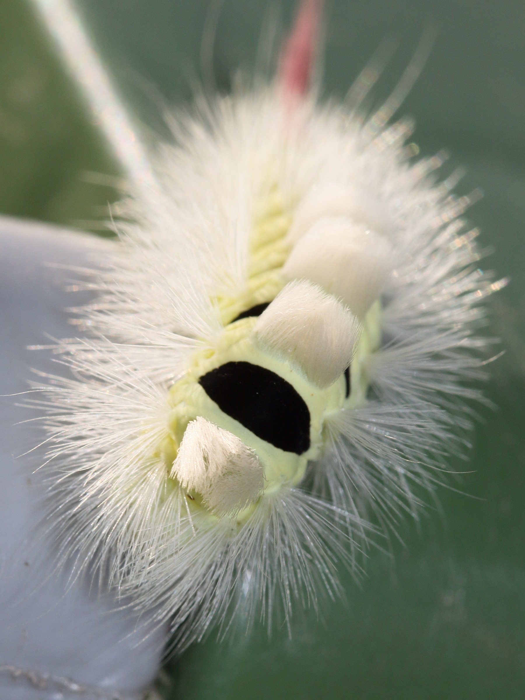 calliteara_pudibunda_ch5md